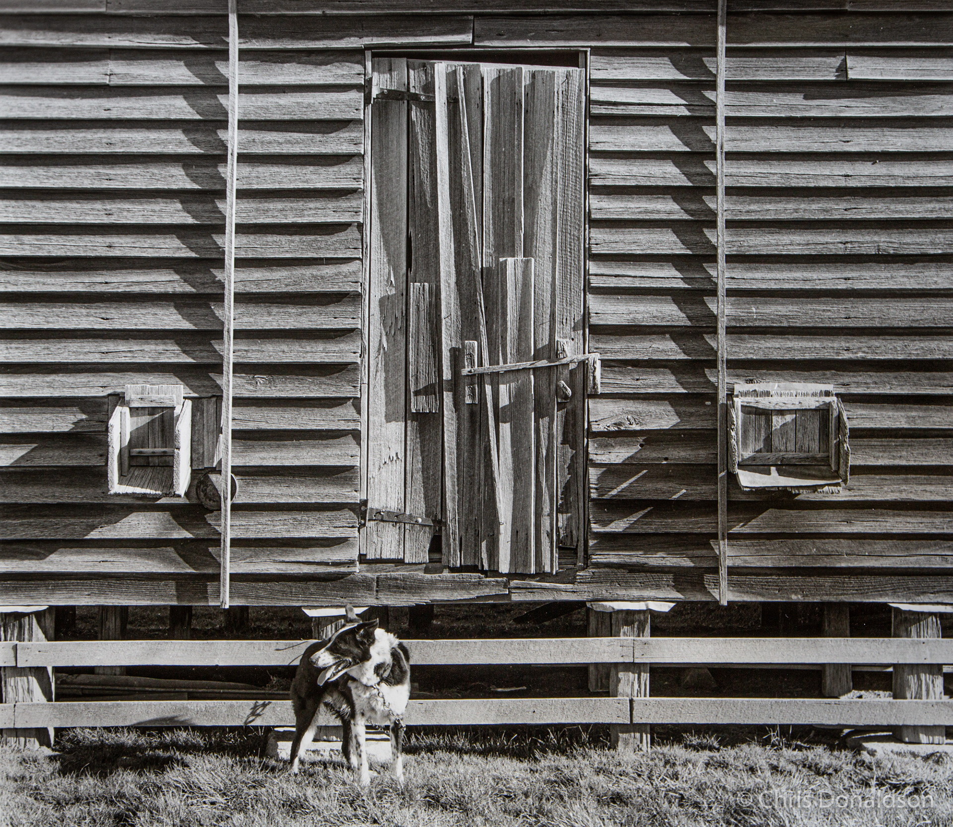 Patchwork Door with Sheepdog, Delegate, 2014