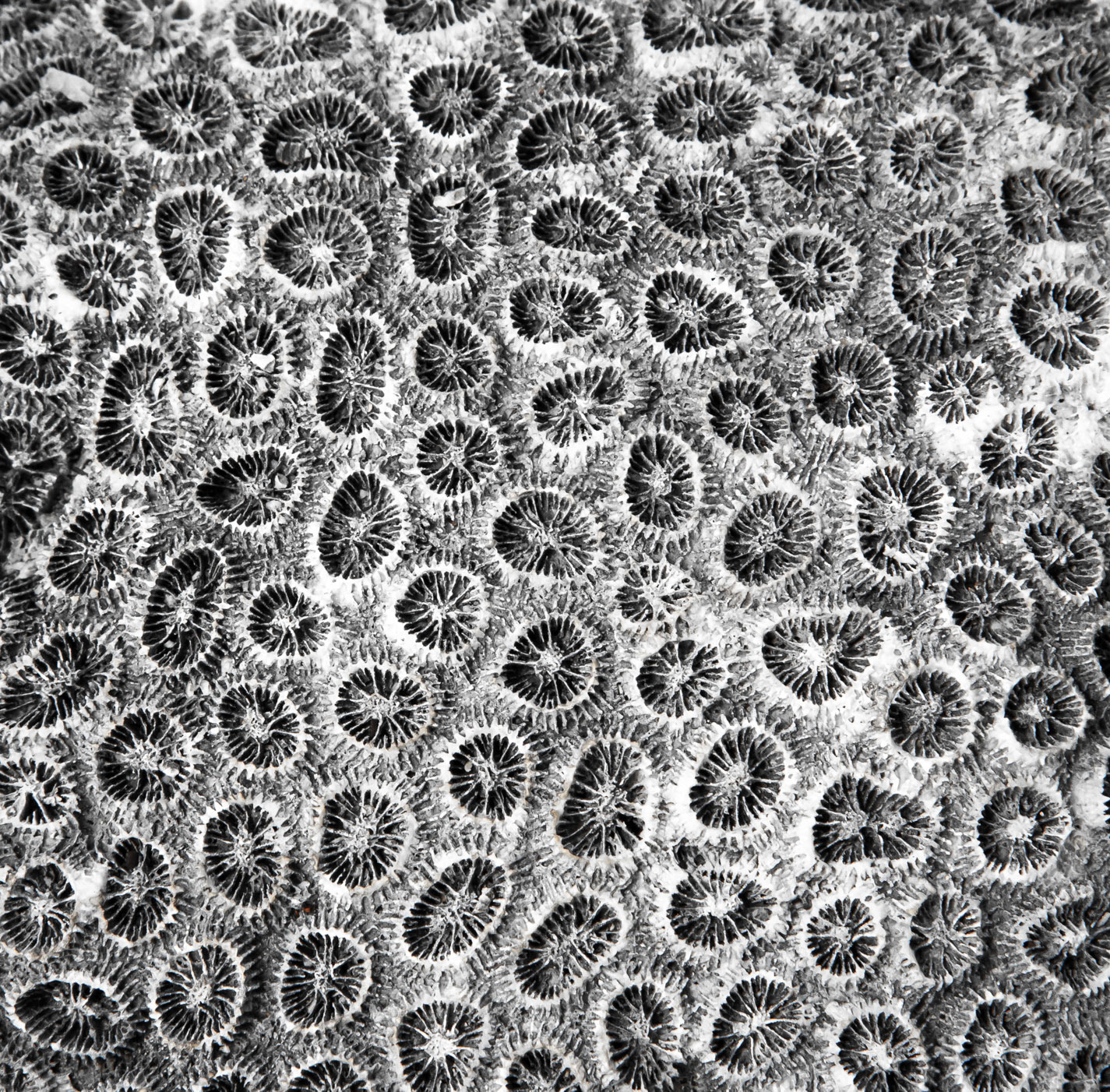 "Coral Constellation" - Lord Howe Island 2023