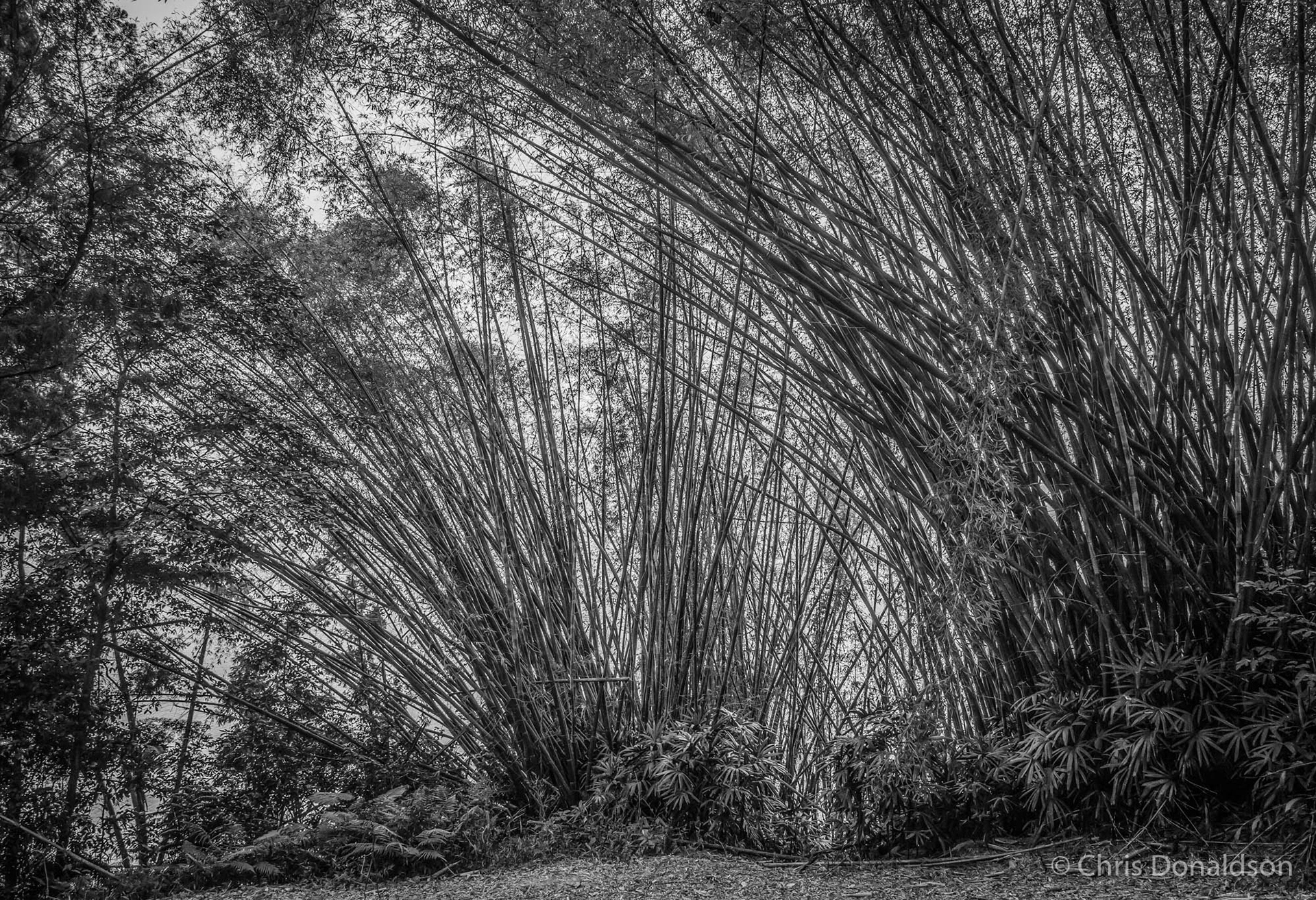 Sun Moon Lake Giant Bamboo, Taiwan, 2014