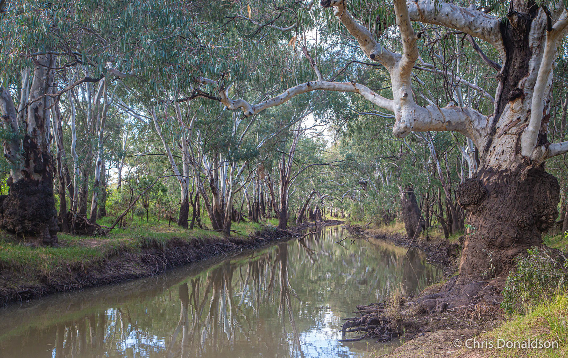 Gulargambone Creek (watercolour print)