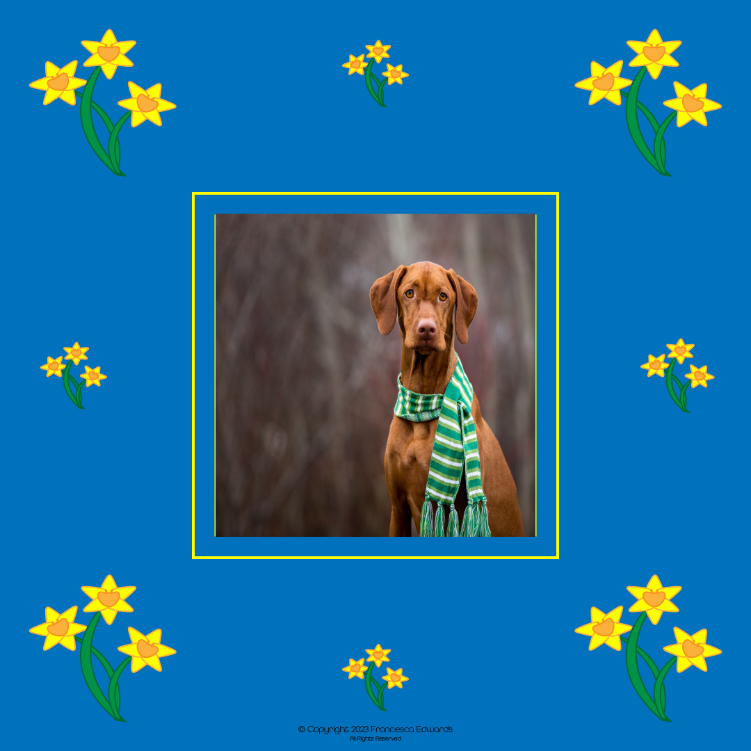 2023 - Frame - Daffodil