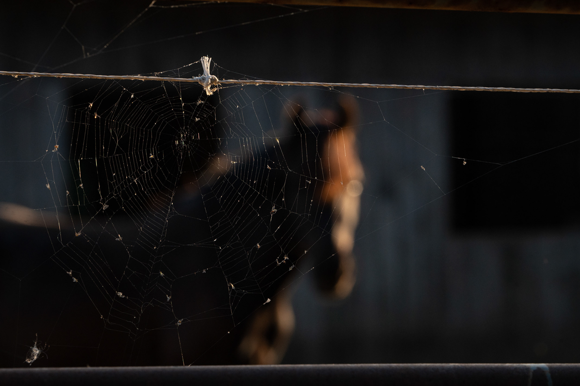 A spider web is spun on a metal entrance to a horse pasture.  