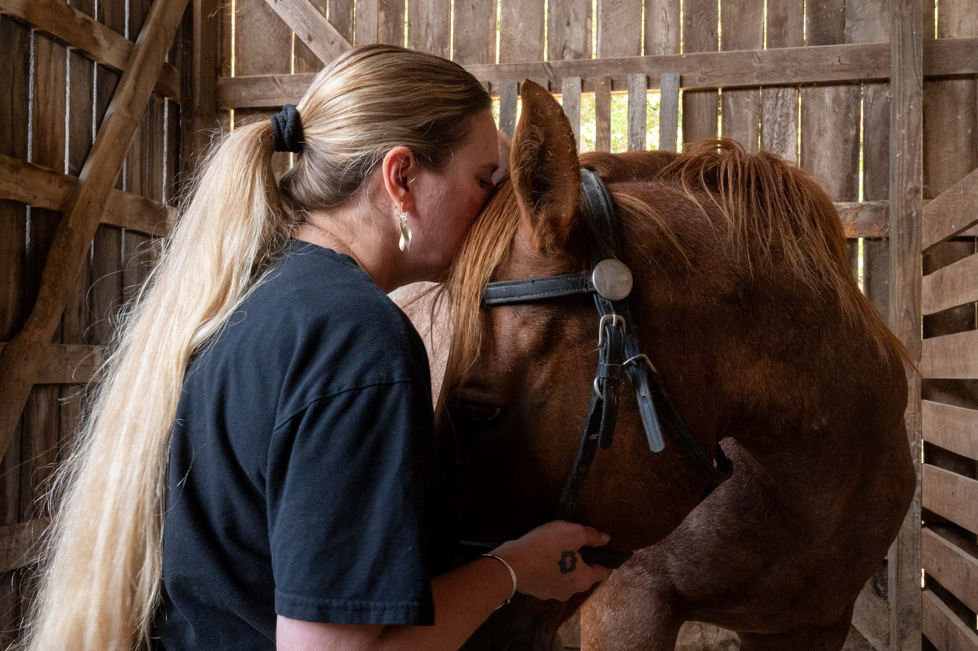 Owner of Uncle Bucks Cassidy McPherson-Jones cares for an injured horse in the barn. “Horses can't throw up so when horses have a belly ache it's no good at all.” Cassidey said.  "It can even be fatal if they lay down and roll; so we have to keep him standing up."