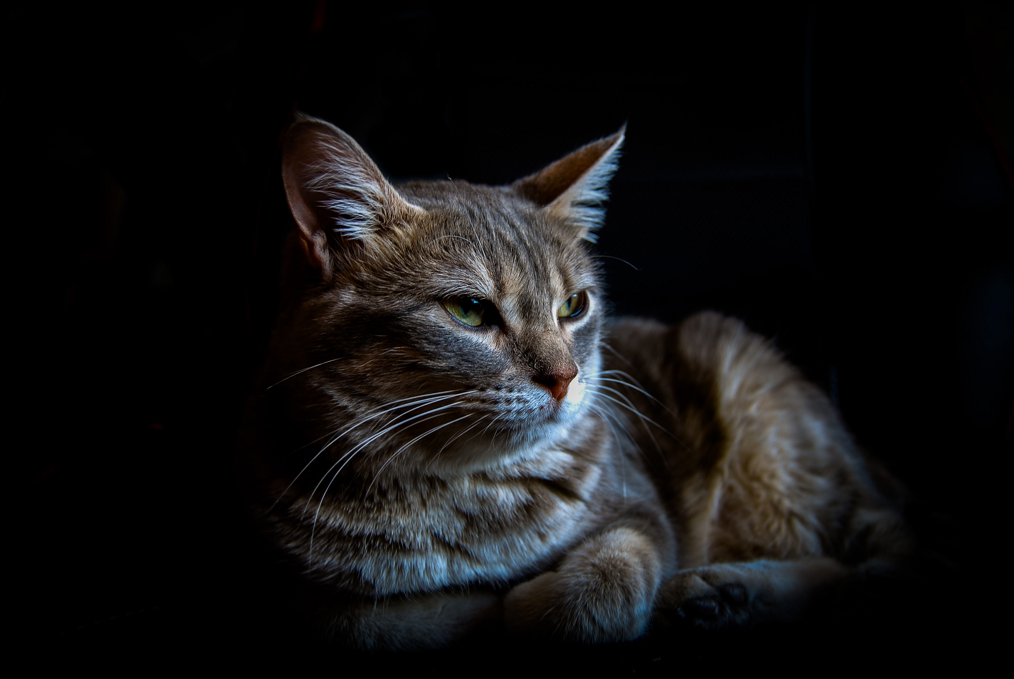Maestro