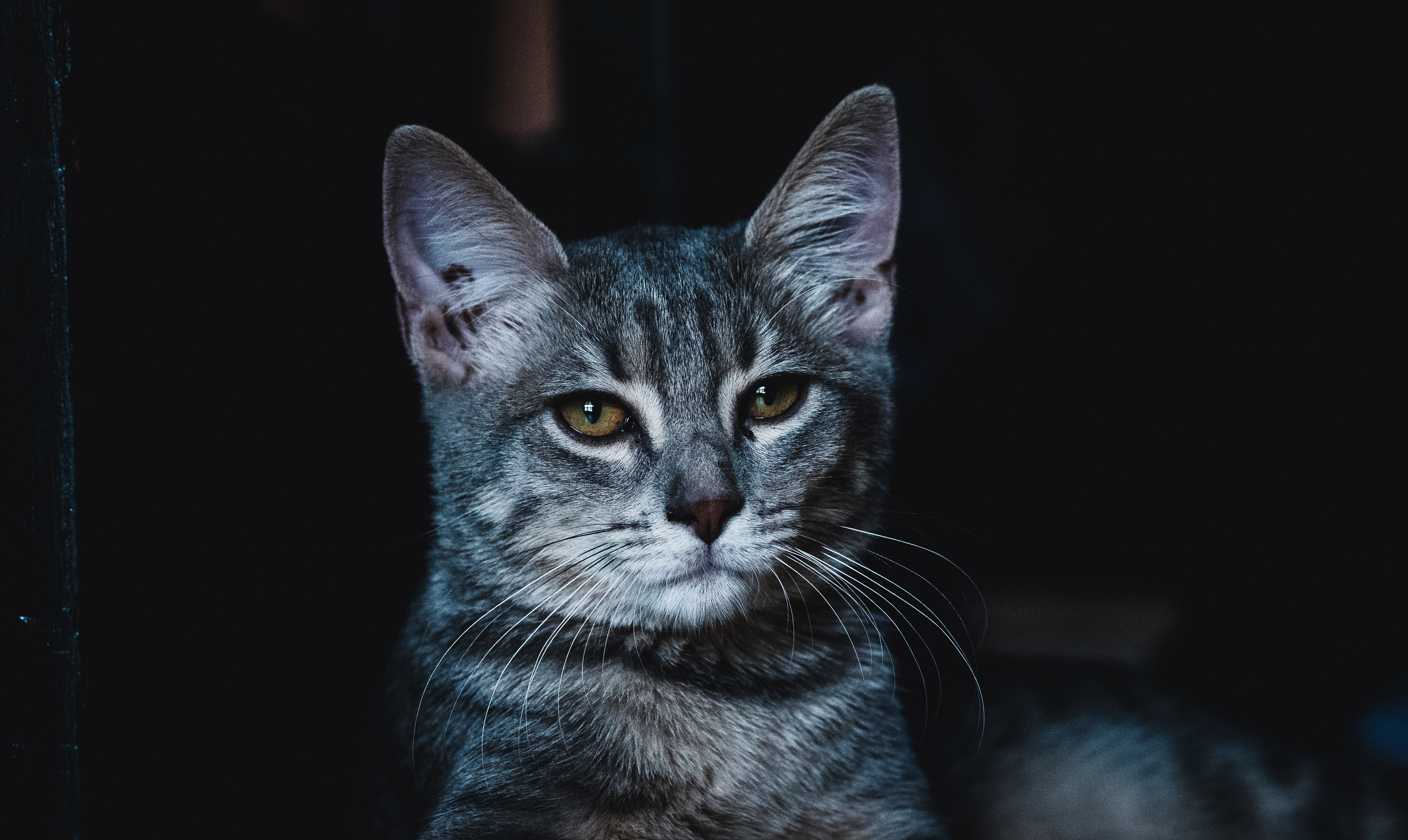 Mia