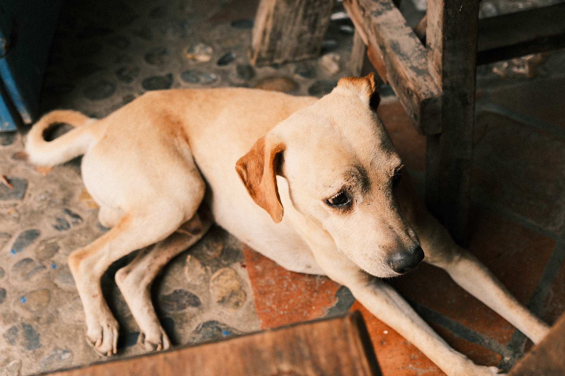 Cobblestone Dog