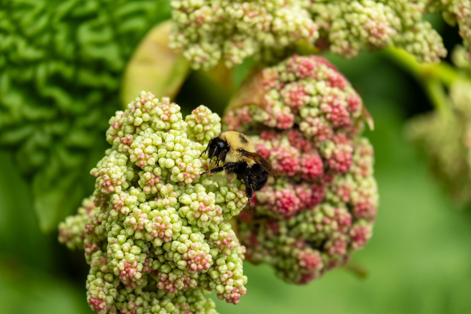 A bumblebee pollinating a flowering rhubarb plant.