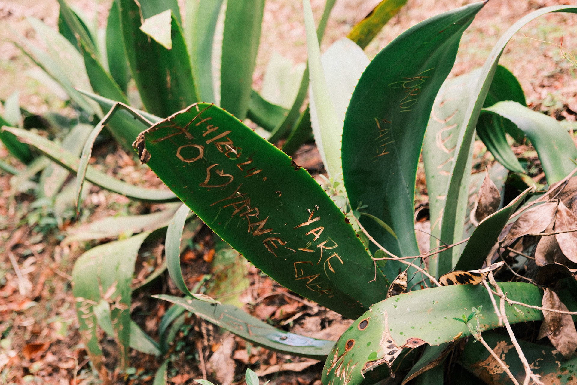 Carved Aloe