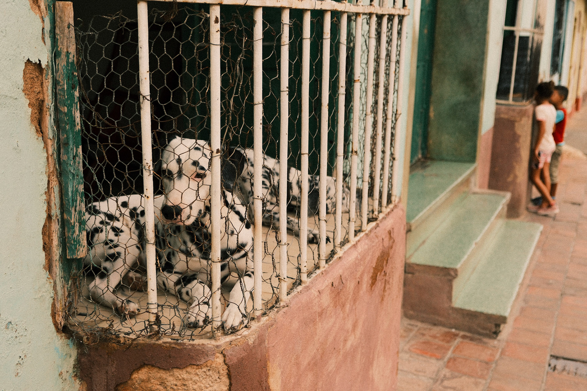 Dalmatians