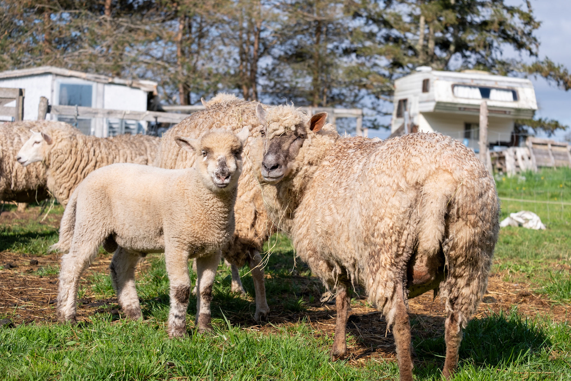 Don't Call it a Come Back