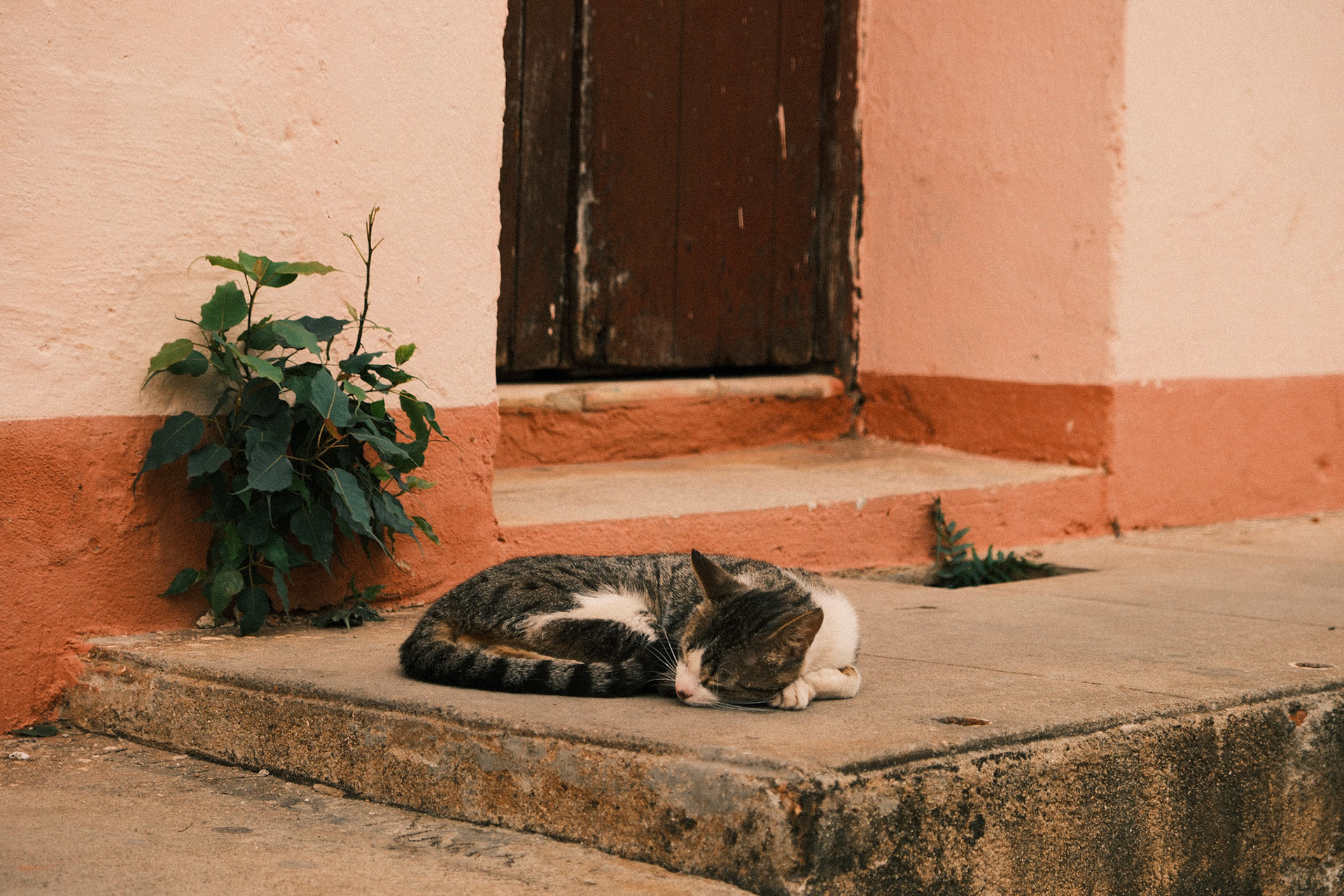 Cat Nap