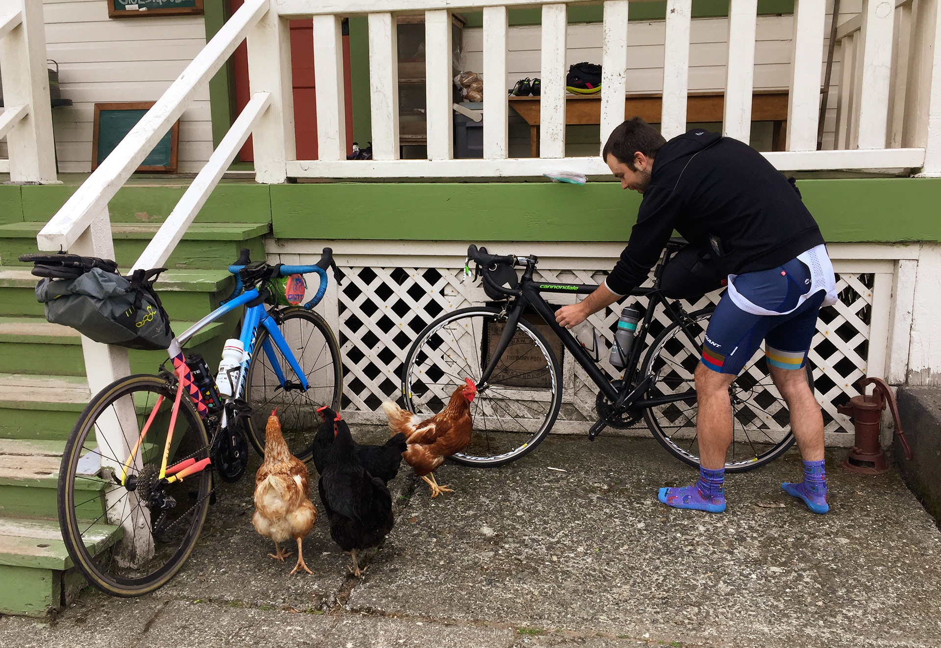 Curious chickens are inspecting two road bikes while a cyclist looks on.