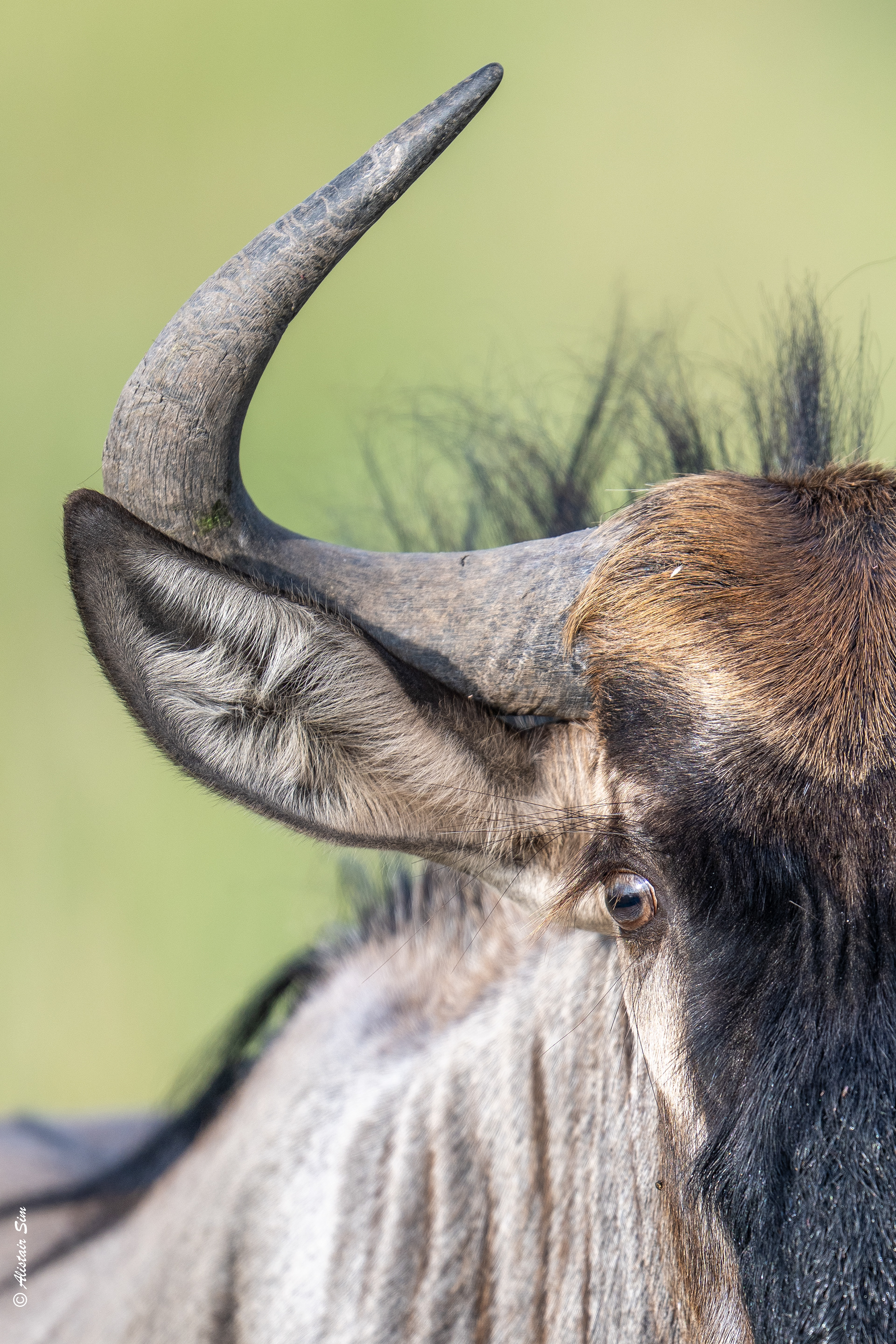 Blue gnu