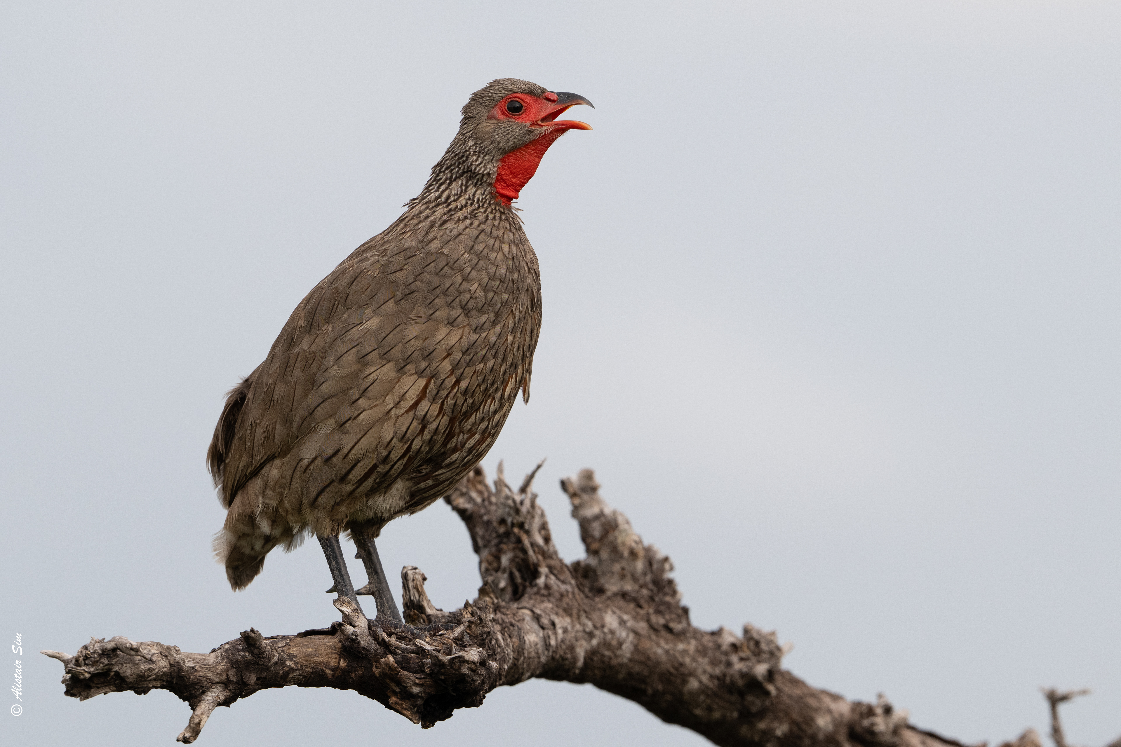 Swainson's spurfowl