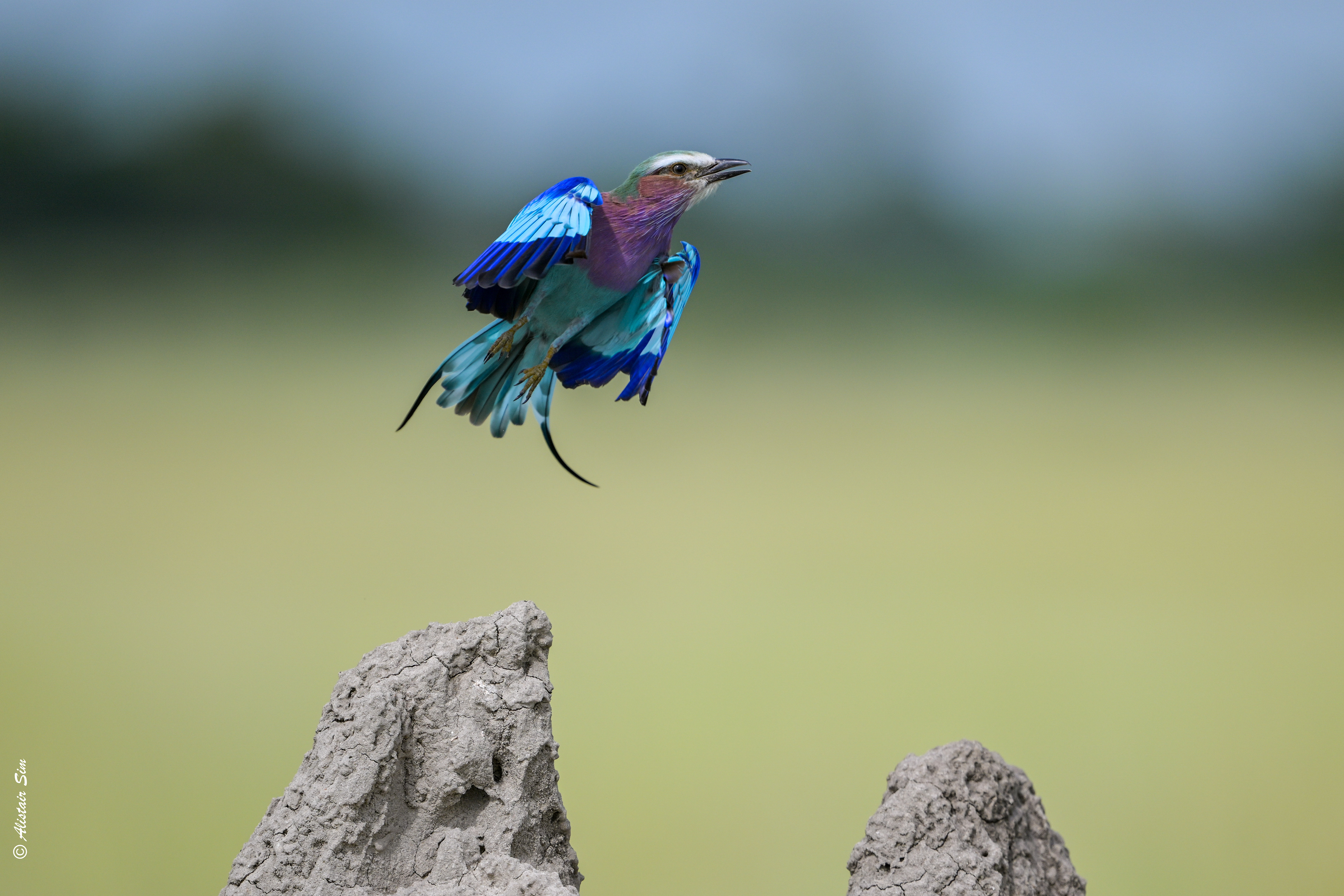 Lilic-breasted roller take off