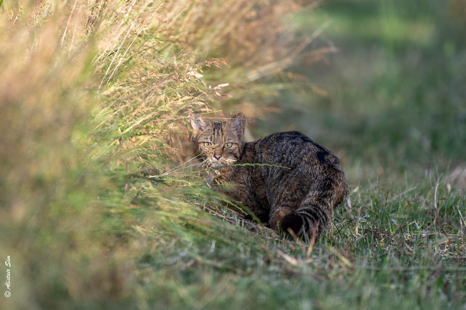 Le chat forestier, Grenois