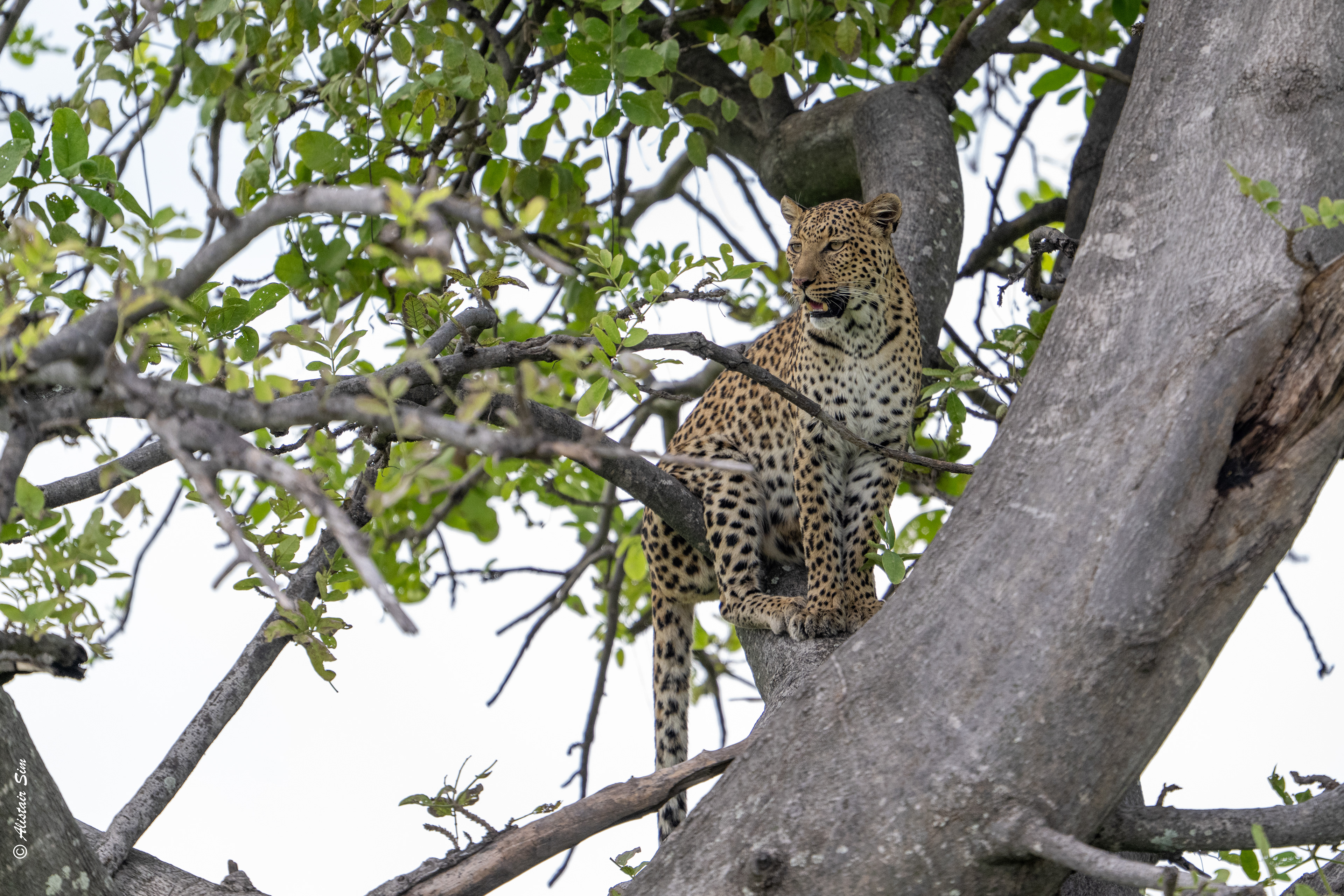 our second Leopard