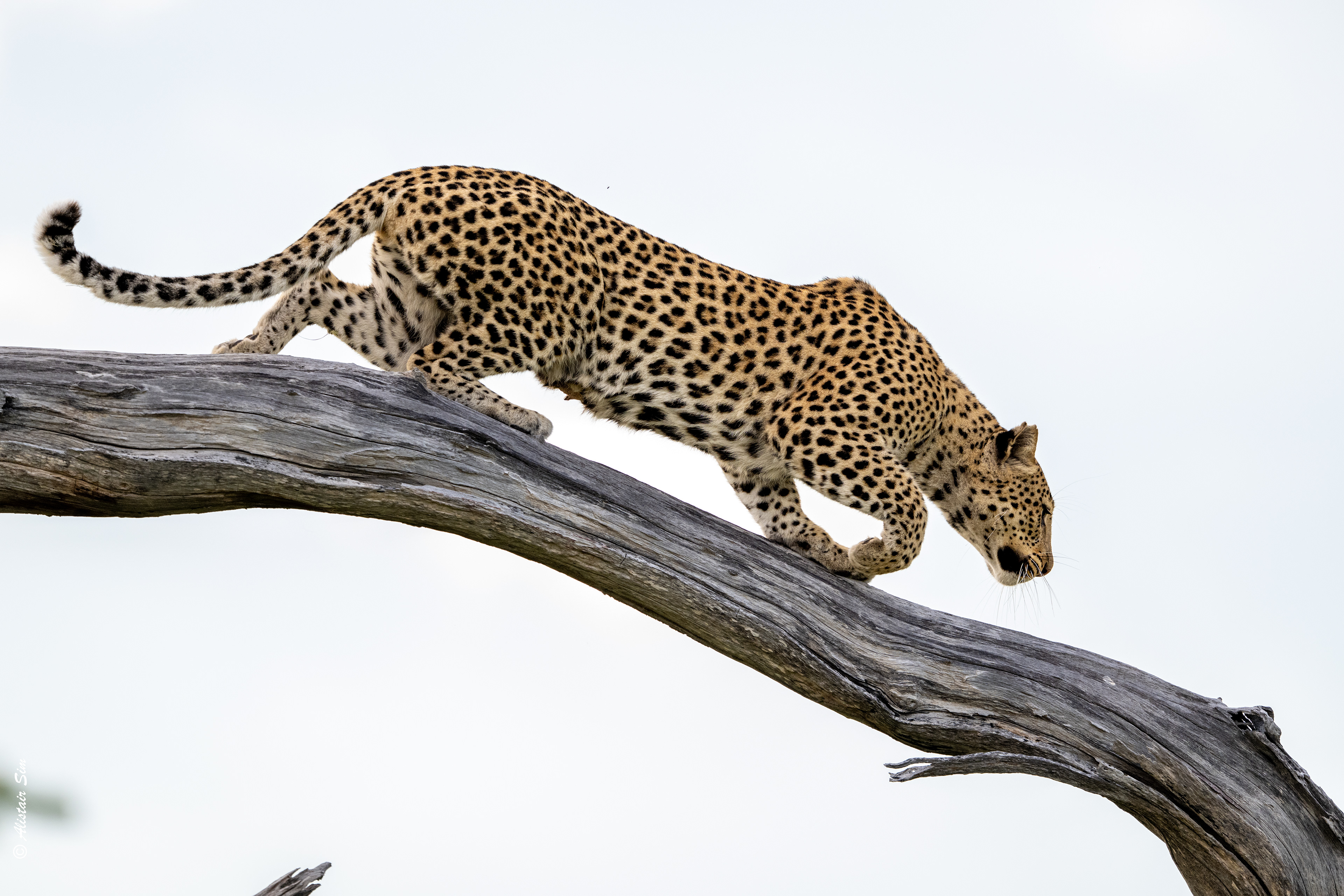 and spots some Impala