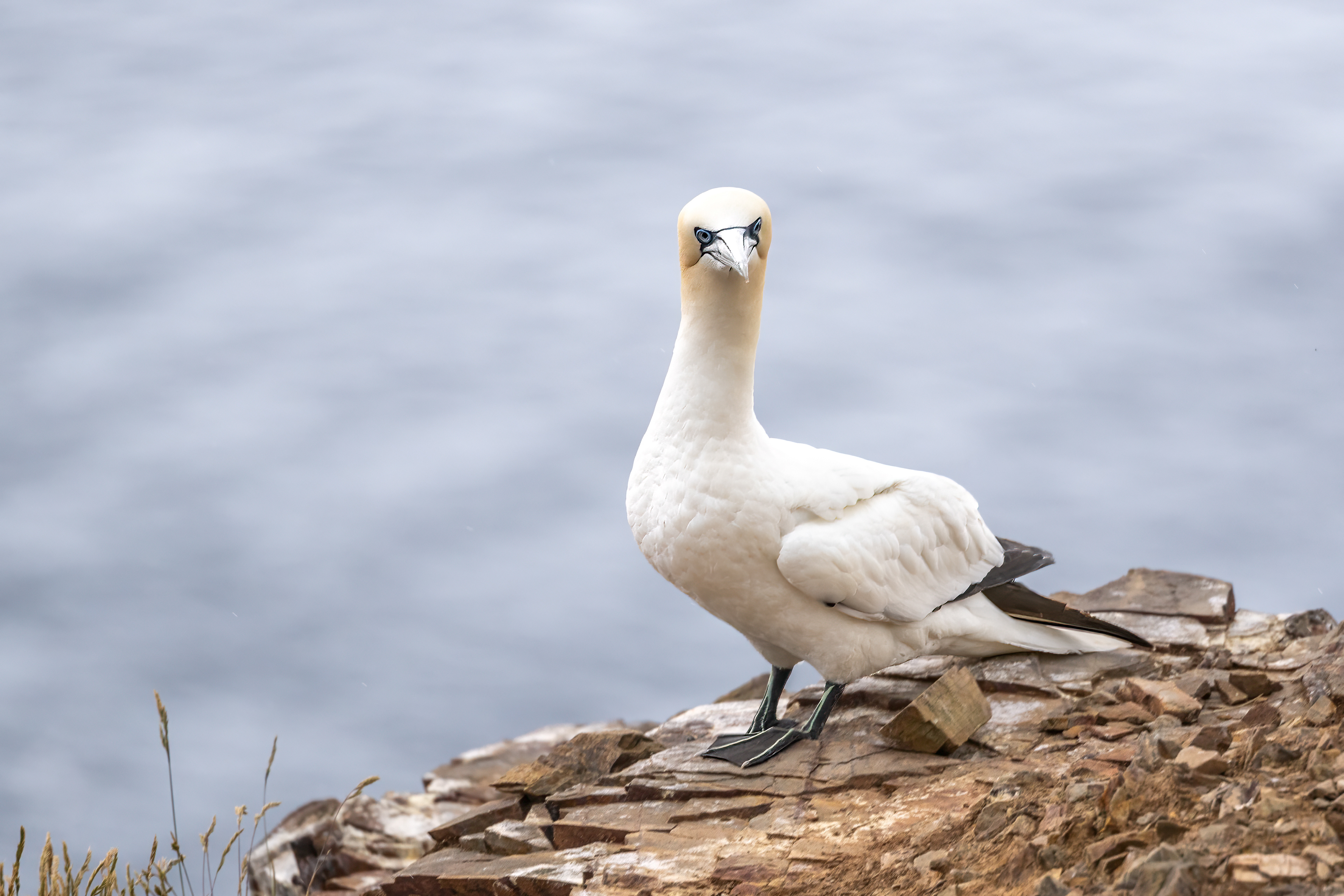 Troup Head, Scotland