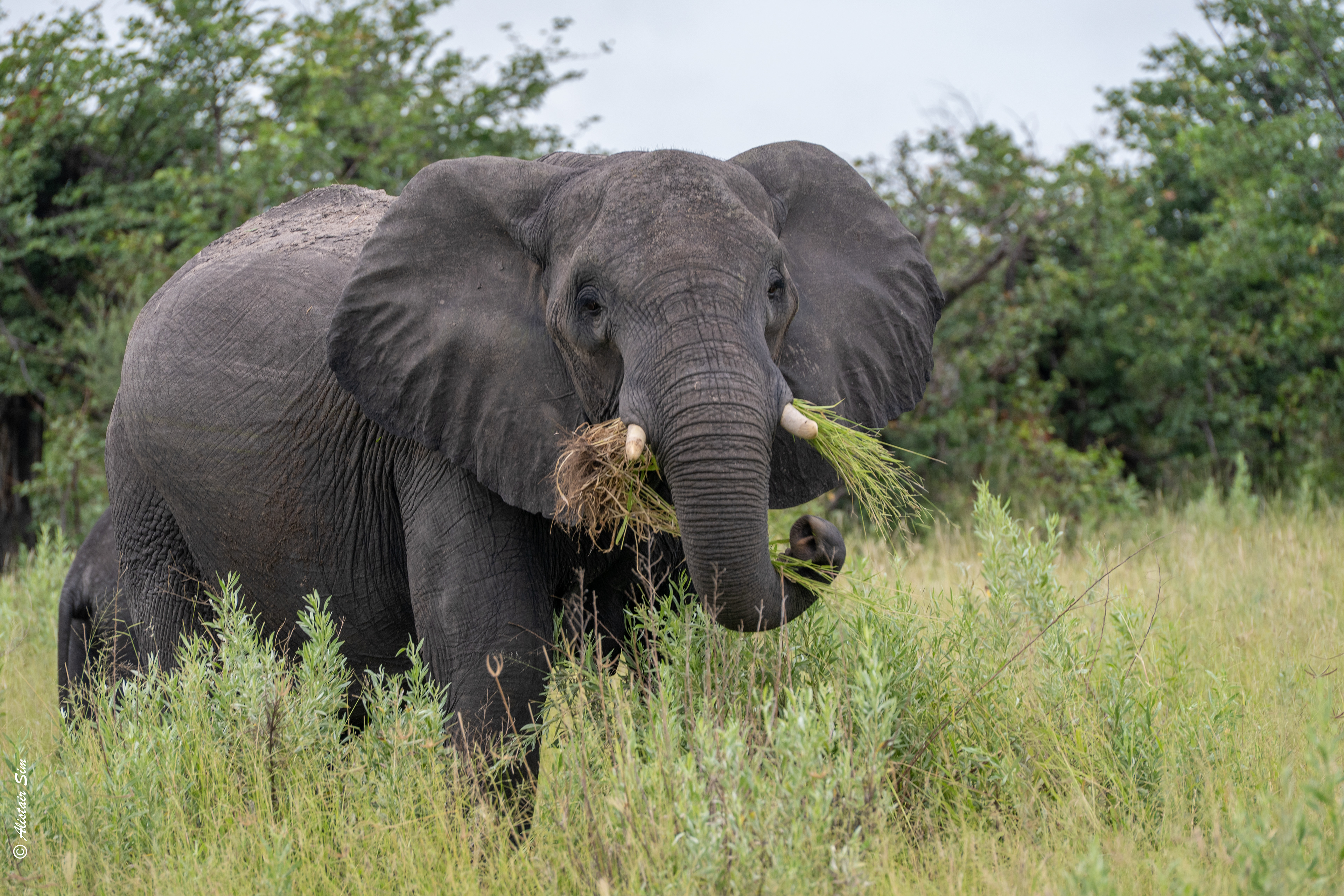 breakfast, African elephant