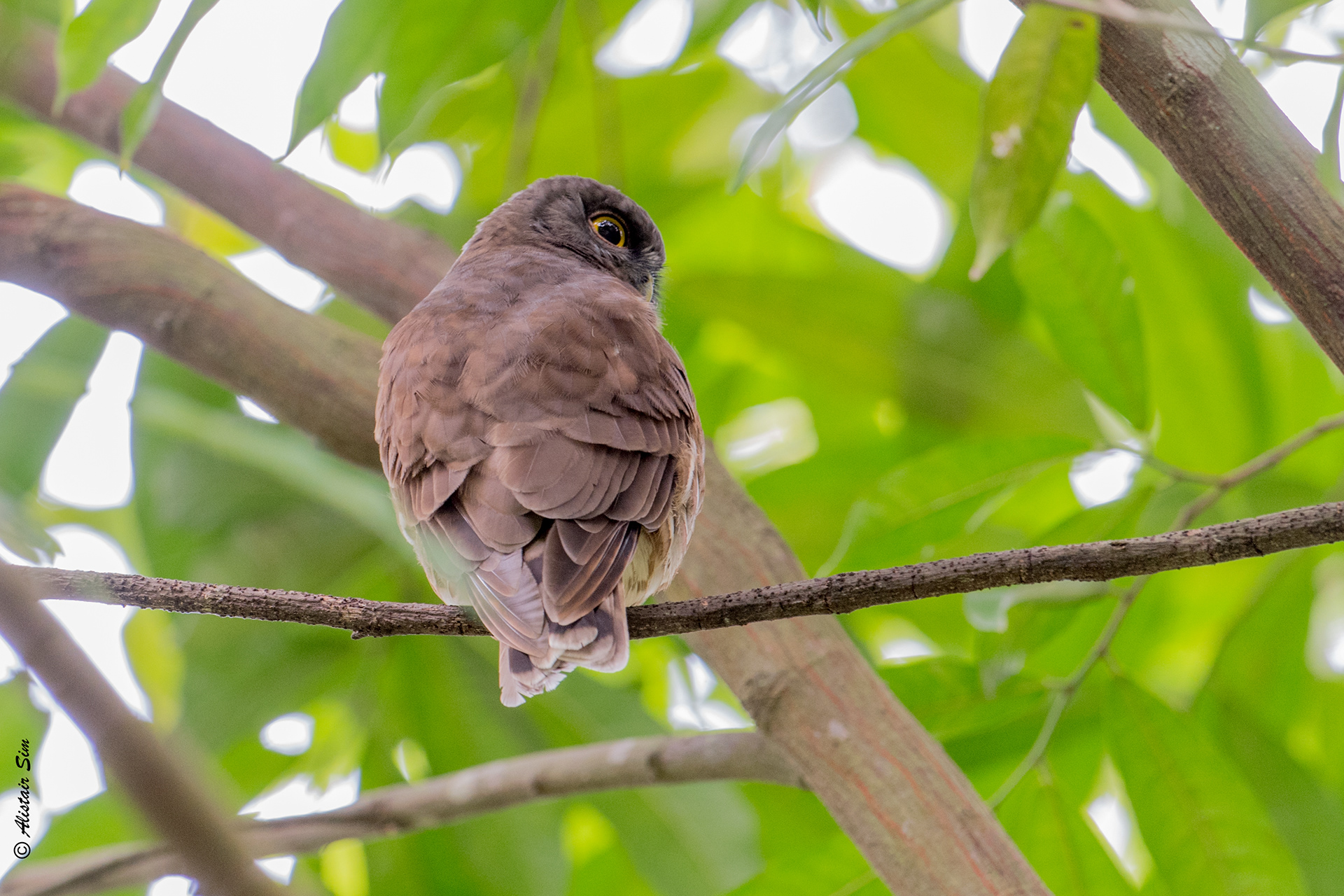 Brown Boocock Owl, Hindhede, Singapore