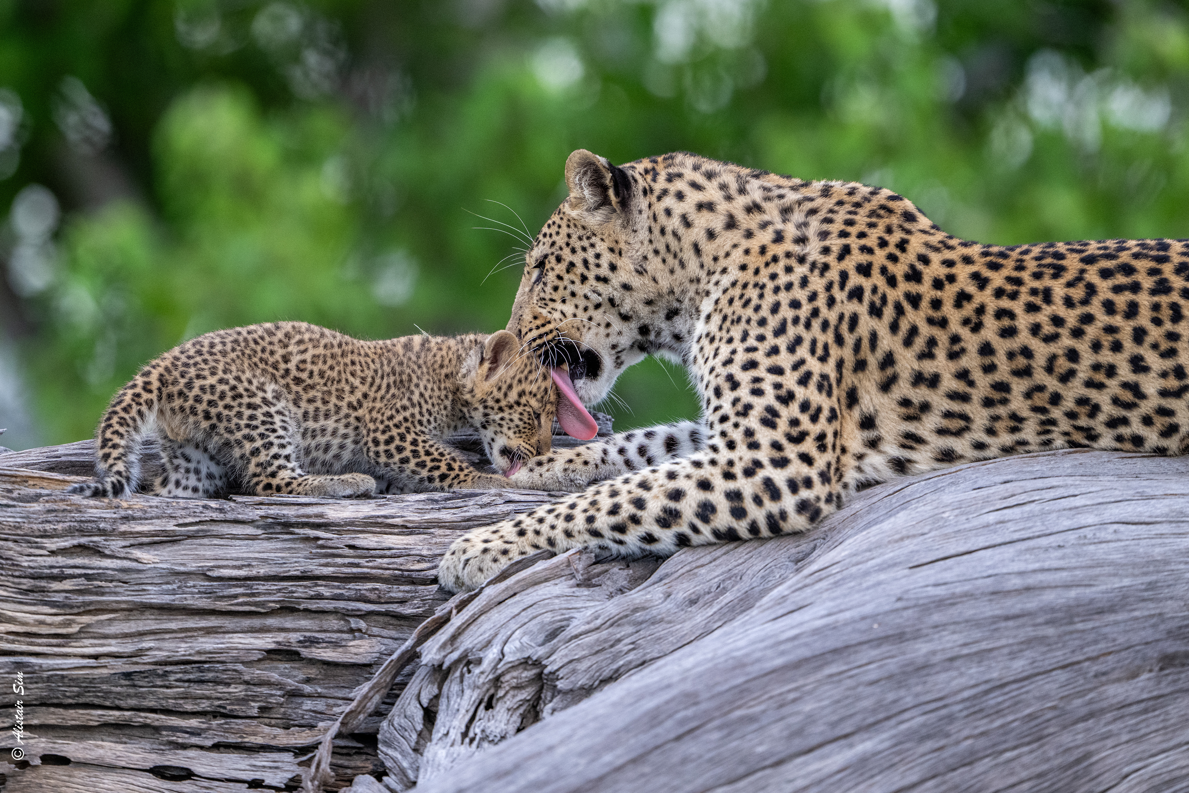 big licks
