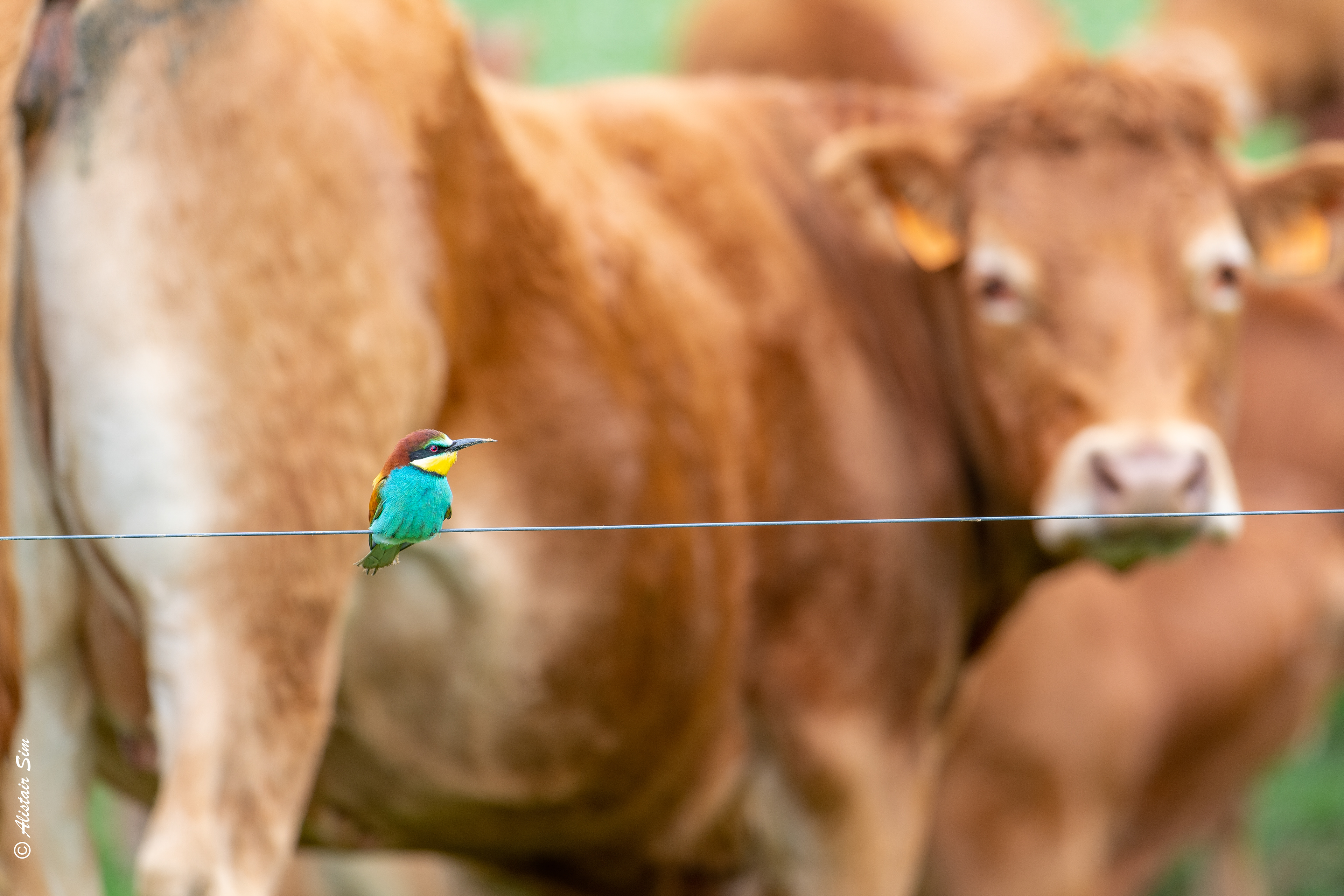 La Belle et la Bête, Mouches
