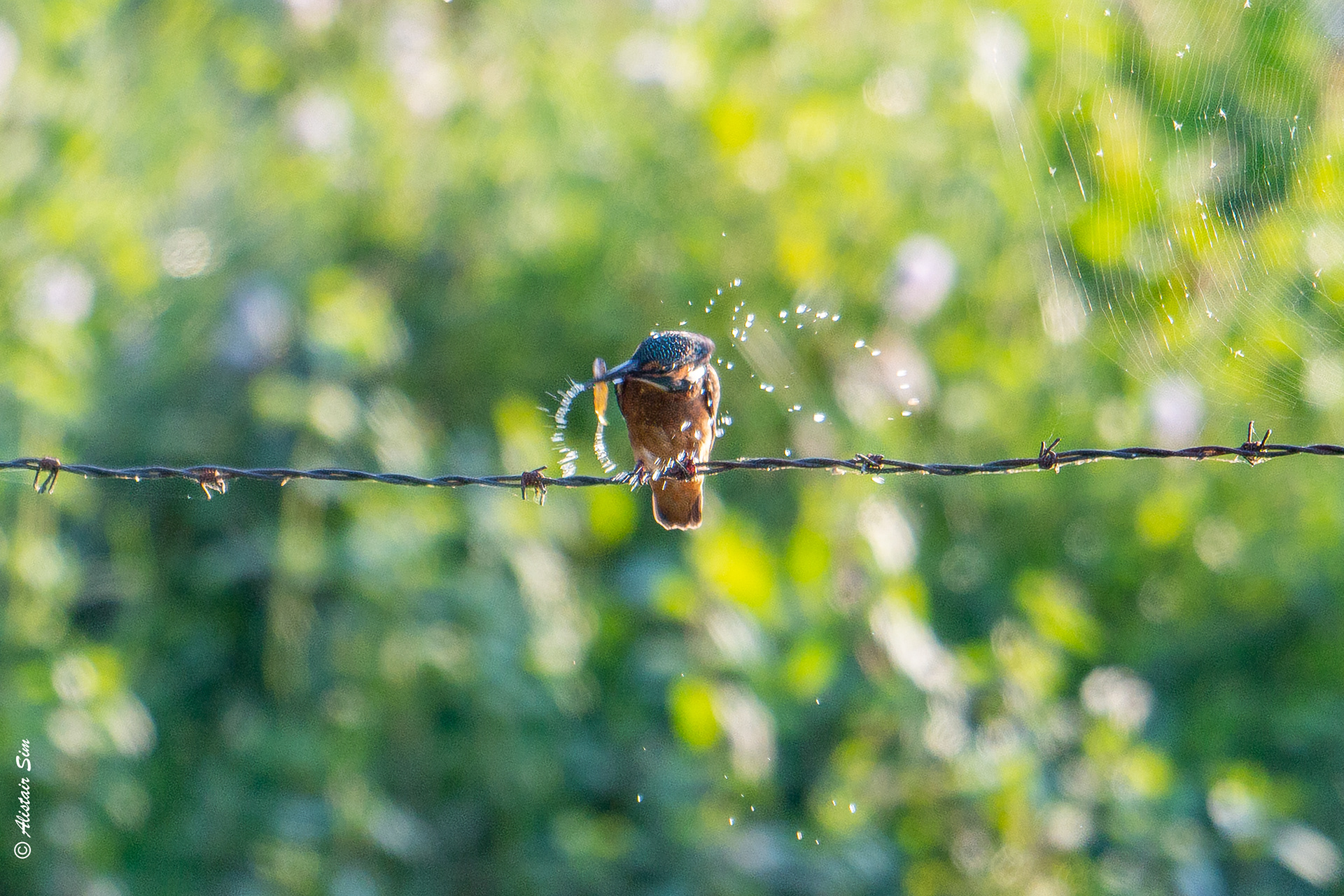 Shake it all about, Common Kingfisher, Champallement