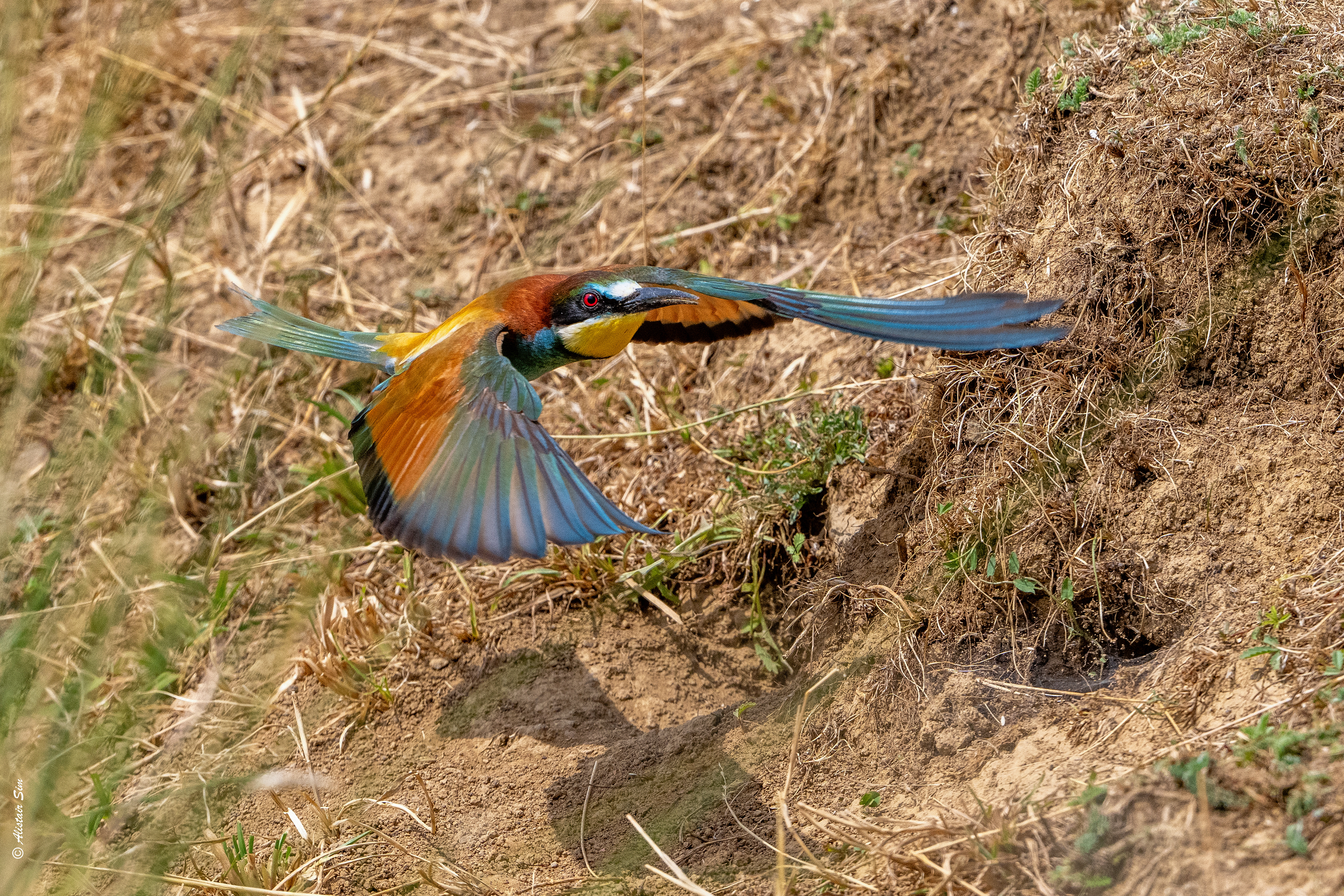 European Bee-eater / Guêpier d'Europe
