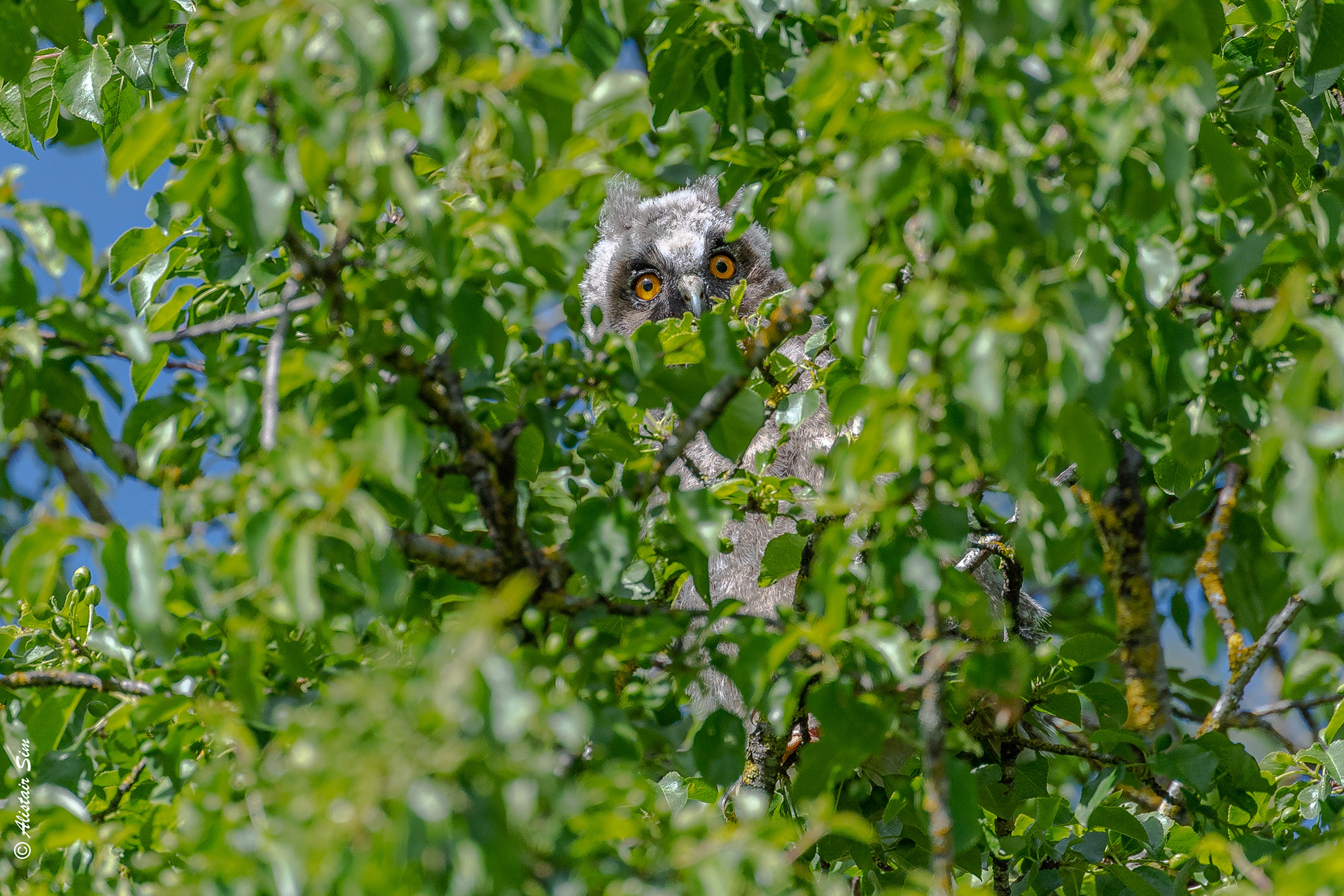 Caché, Long-eared owl, Grenois
