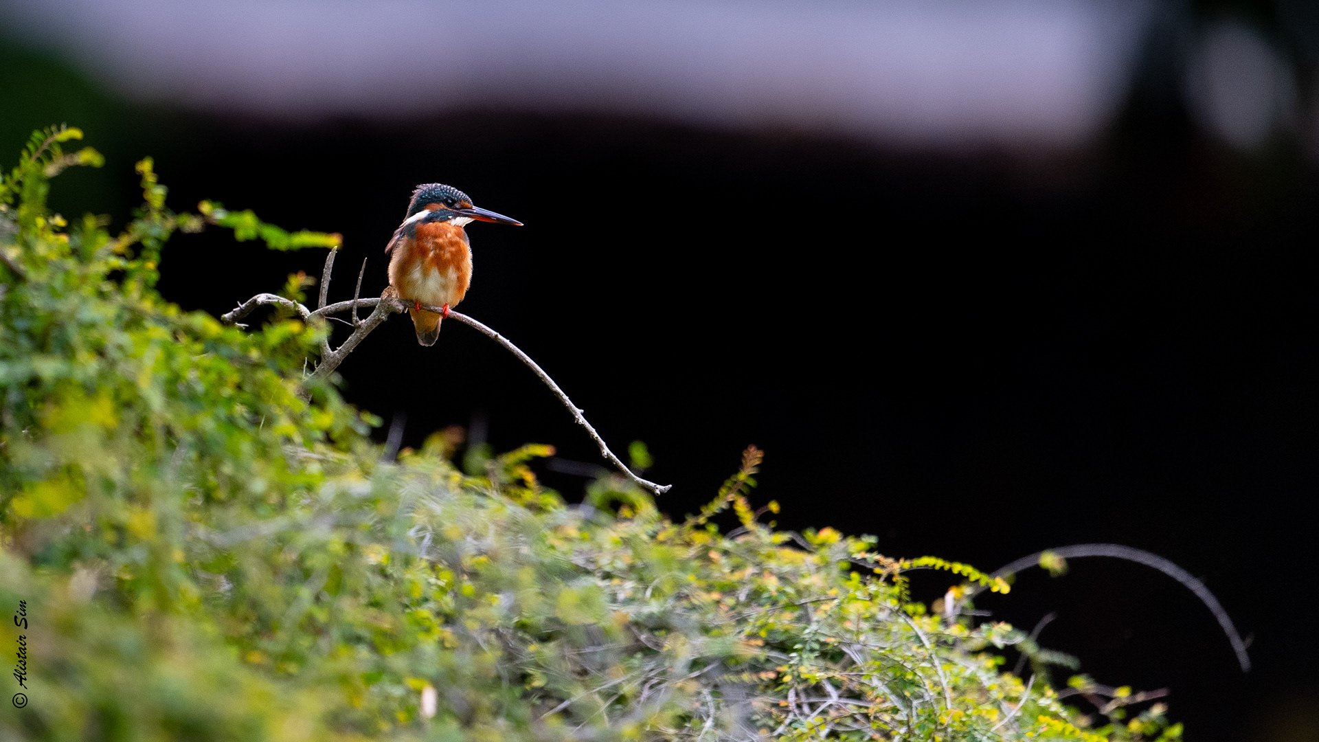 Common kingfisher, SBG, Singapore