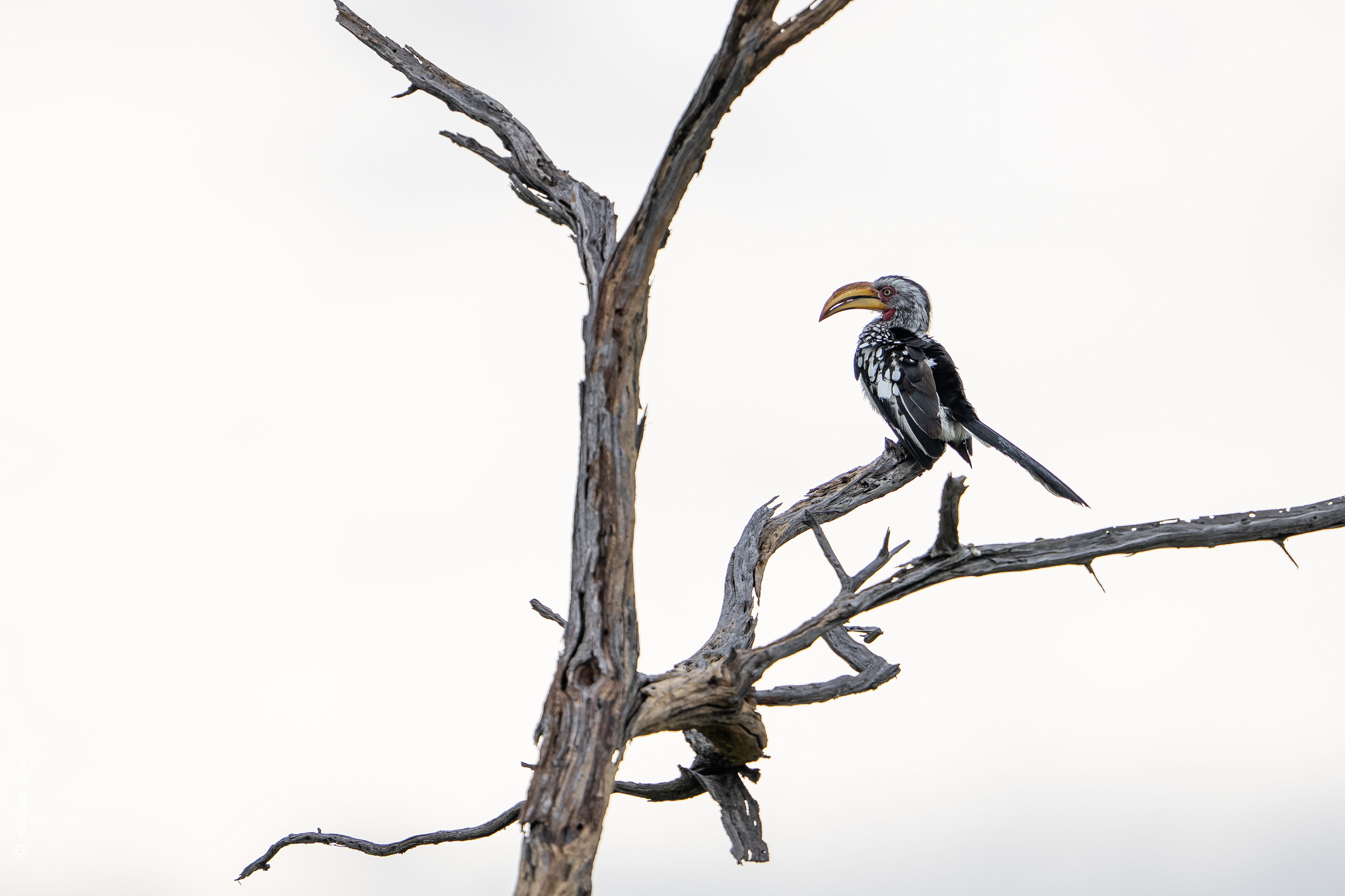 Southern yellow-billed hornbill