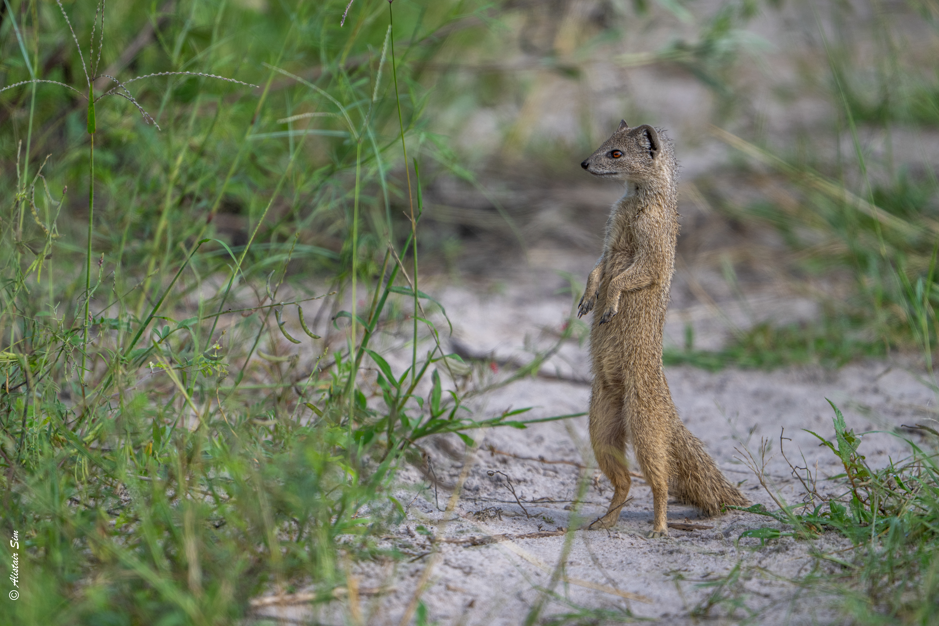 Yellow mongoose