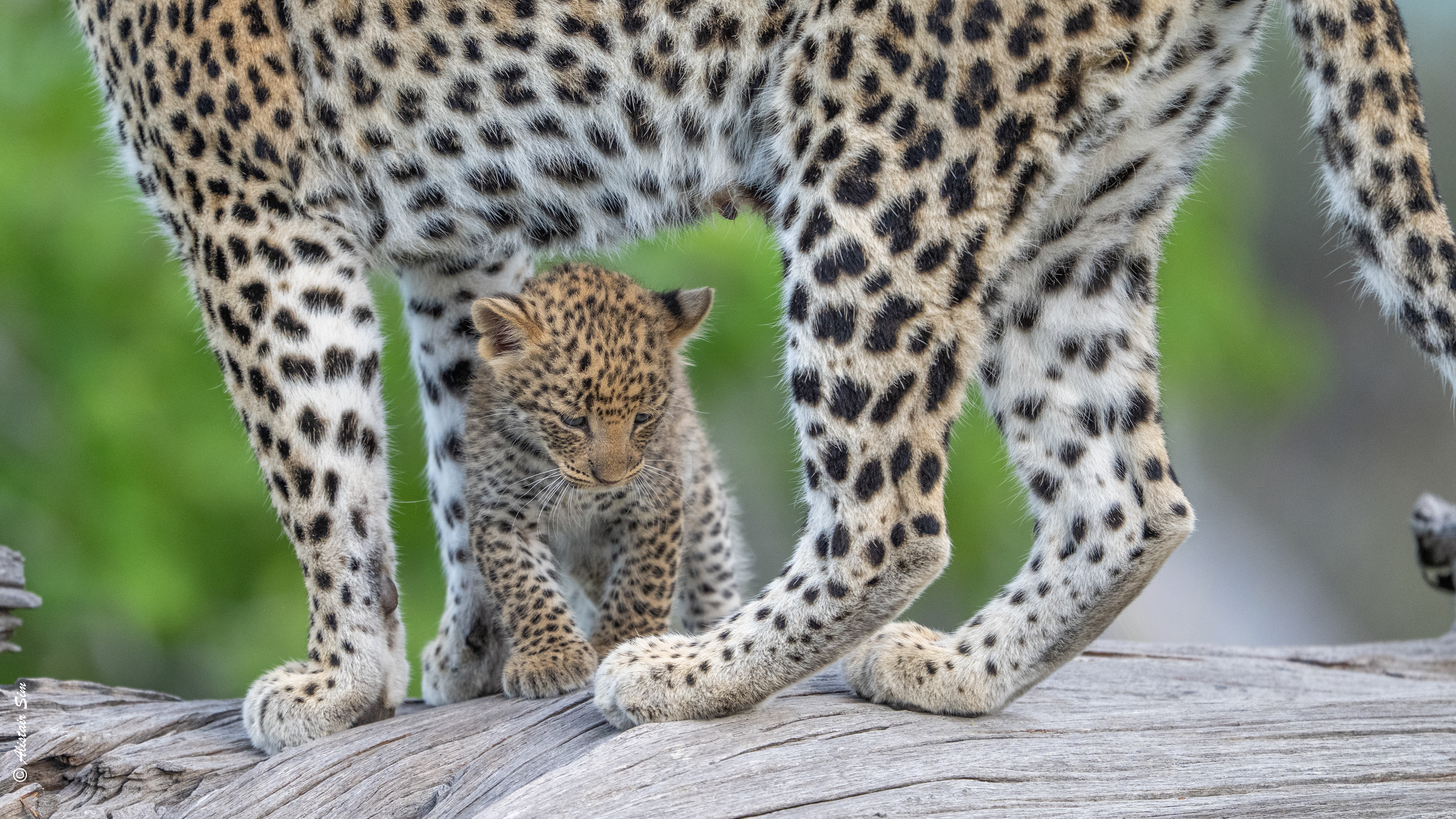 keeps close to mum