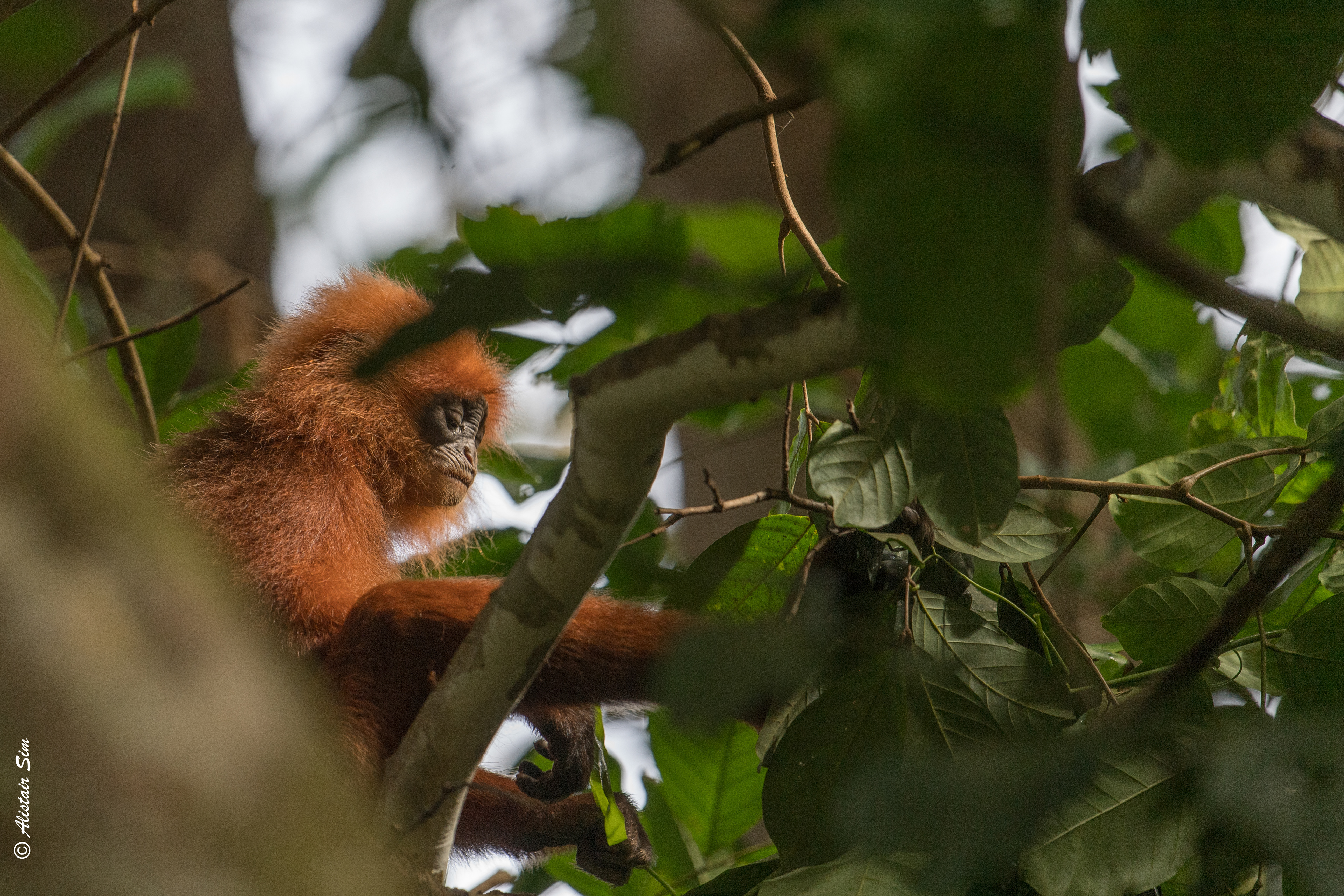 Maroon Leaf Monkey, Kinabatangan, Malaysia