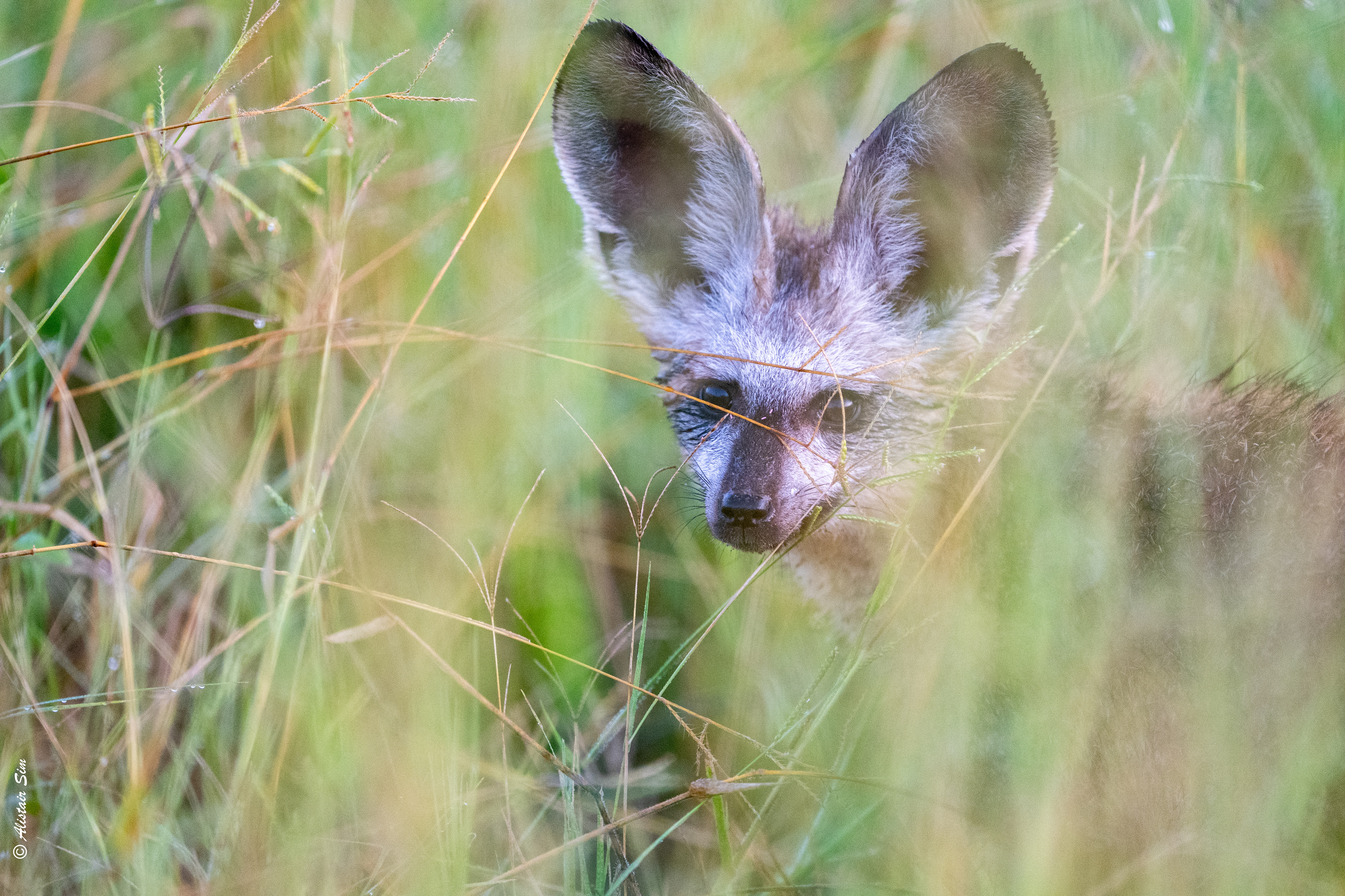 Bat-eared FOx