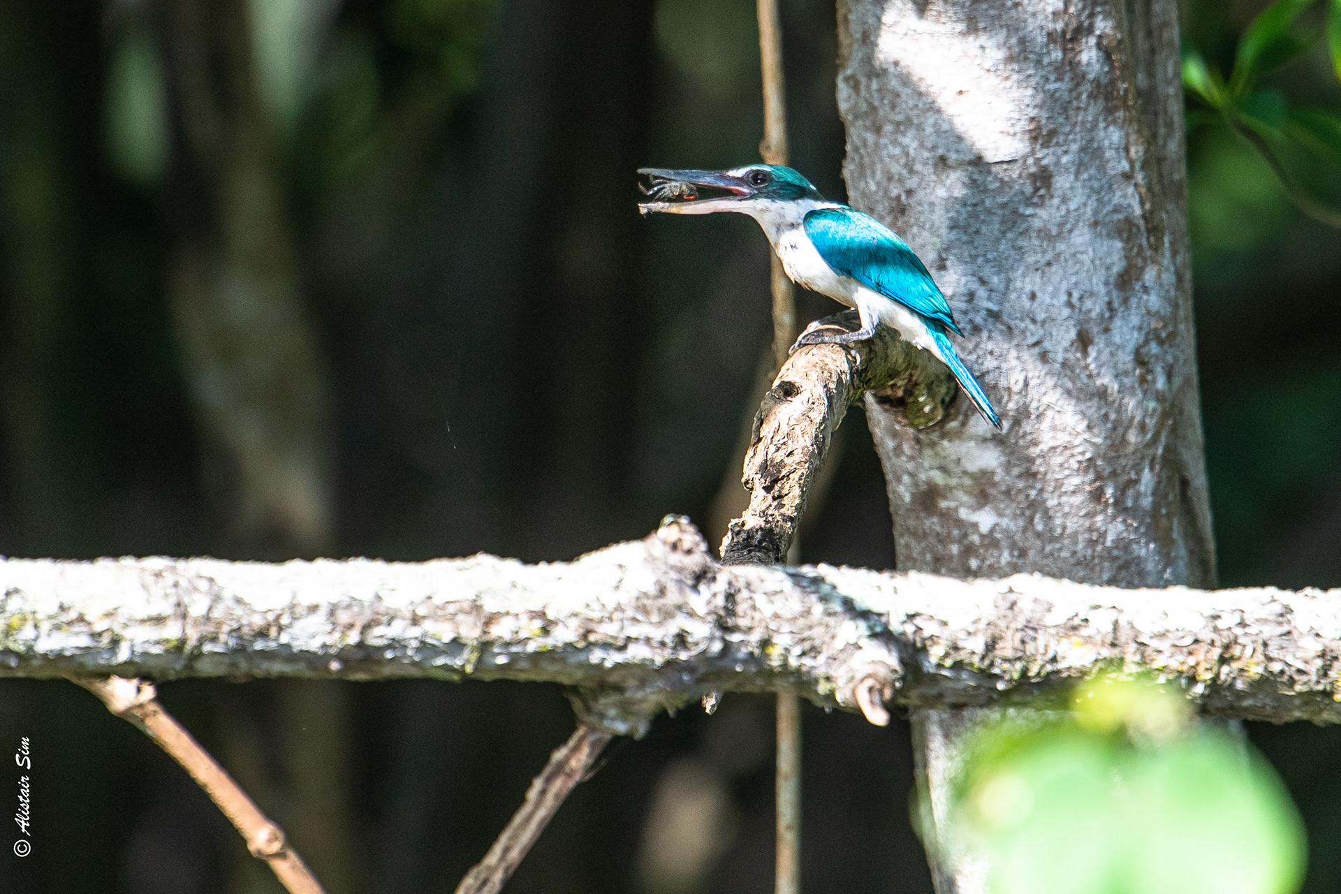 Collared Kingfisher, Pasir Ris, Singapore