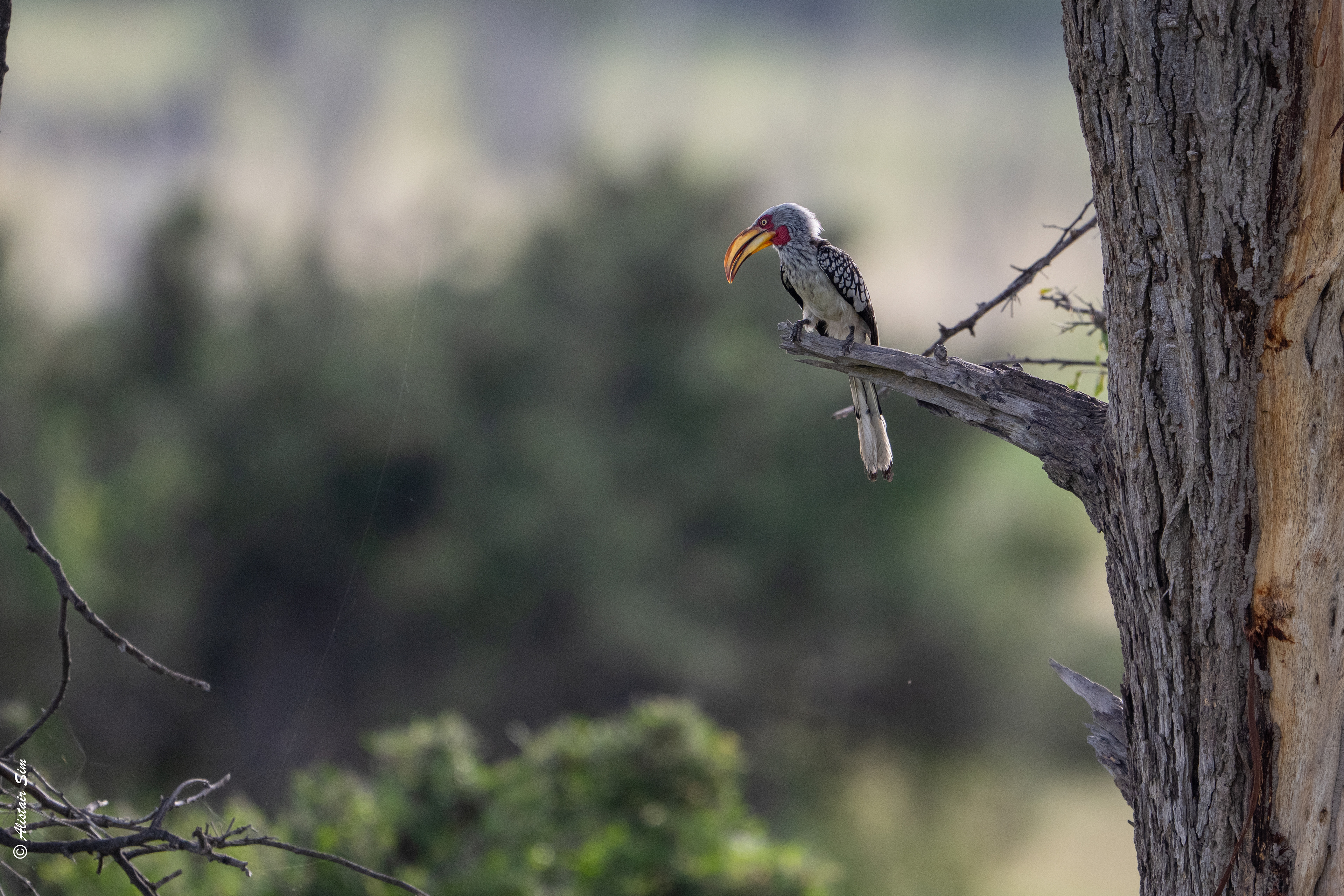 Southern yellow-billed hornbill