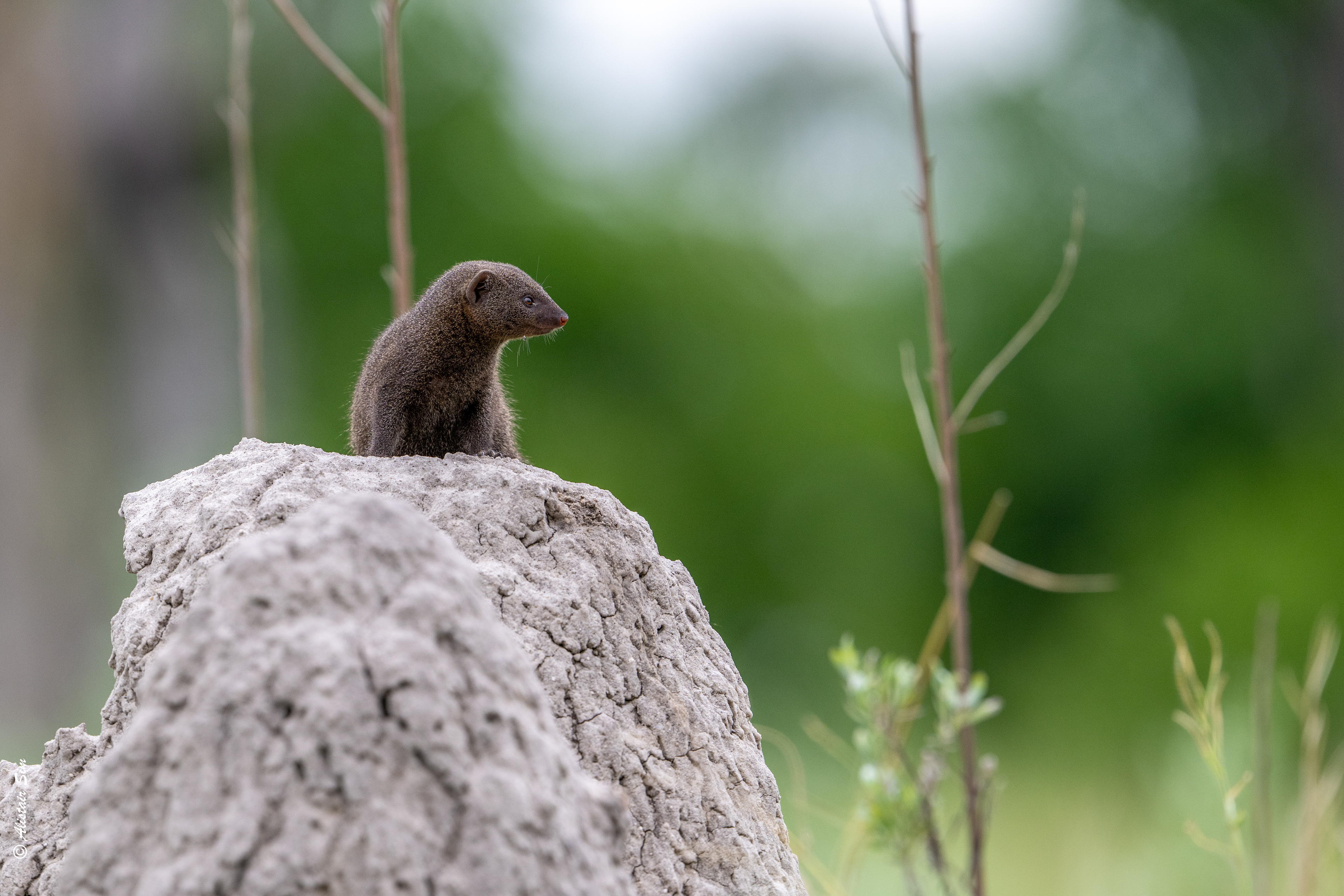 Dwarf mongoose