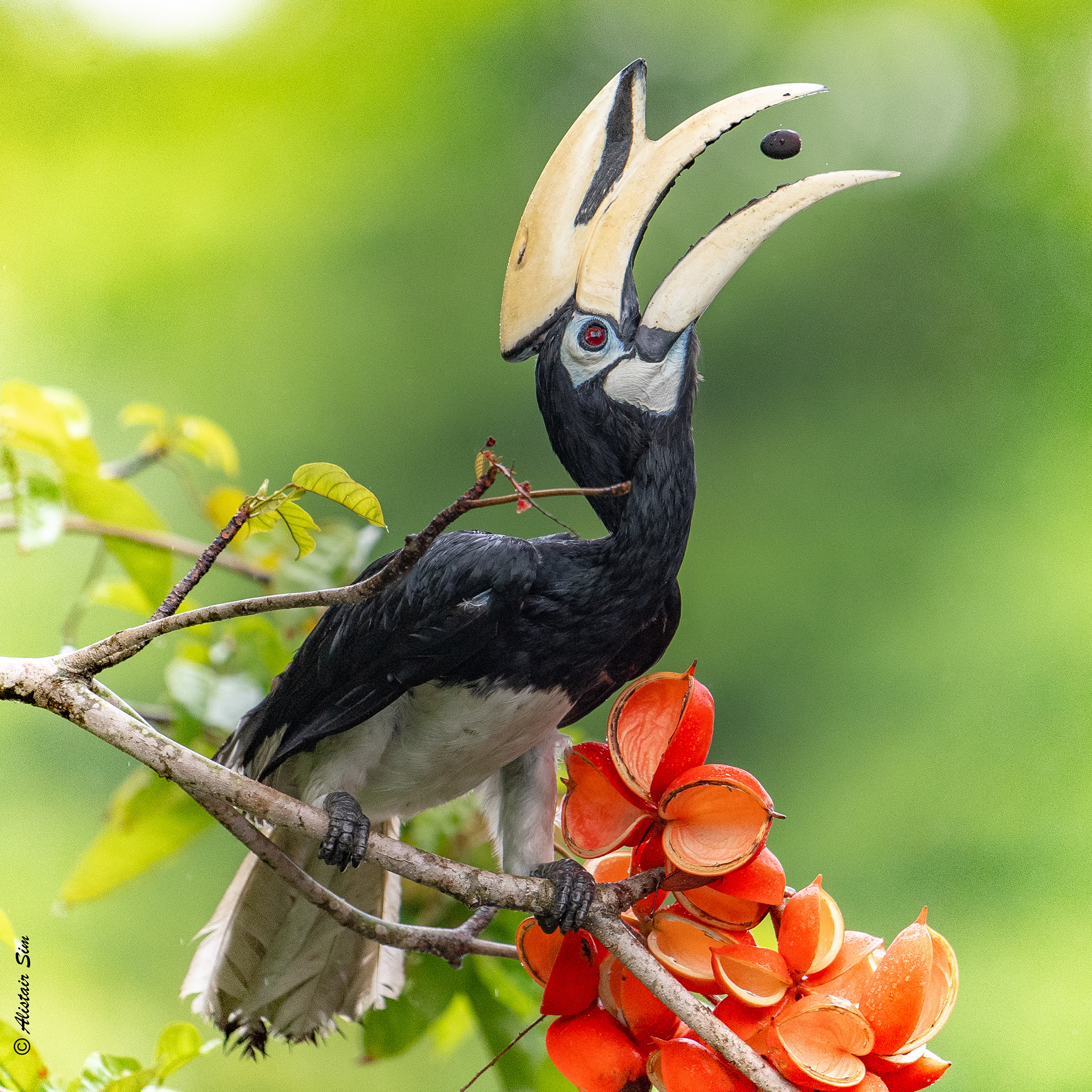 Oriental Pied Hornbill, SBWR, Singapore