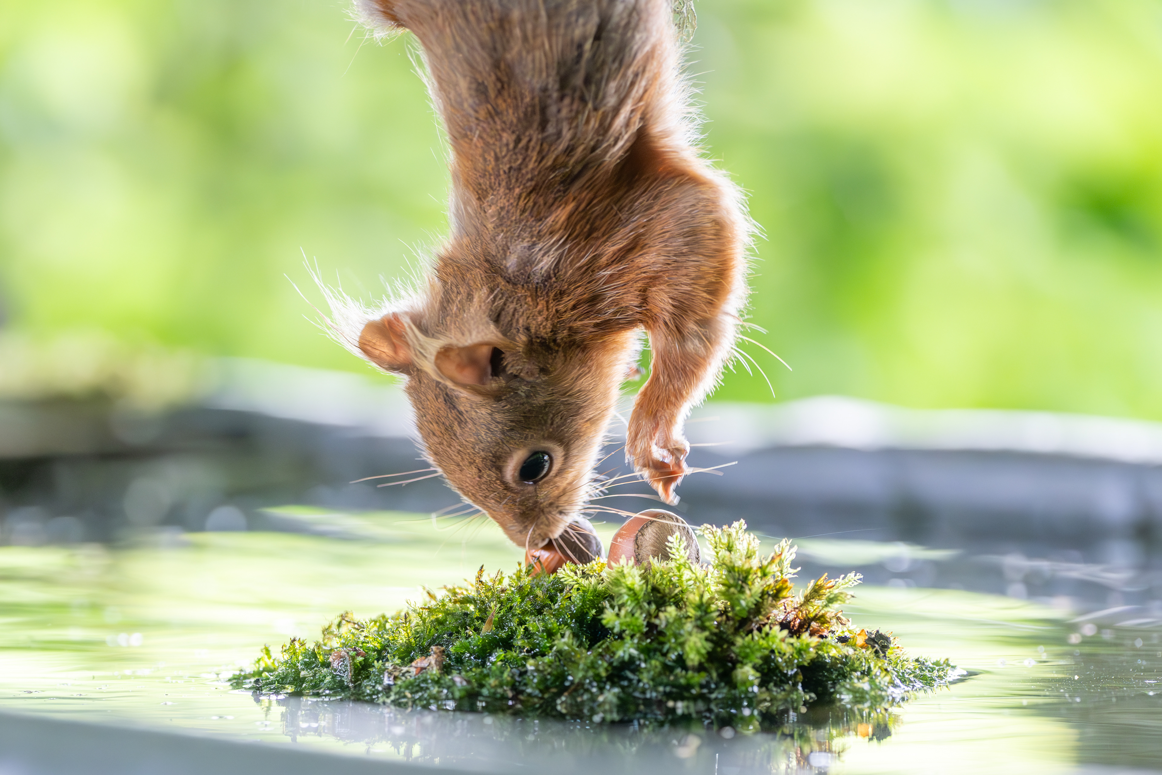 Hamish, Waterside Hide, Scotland