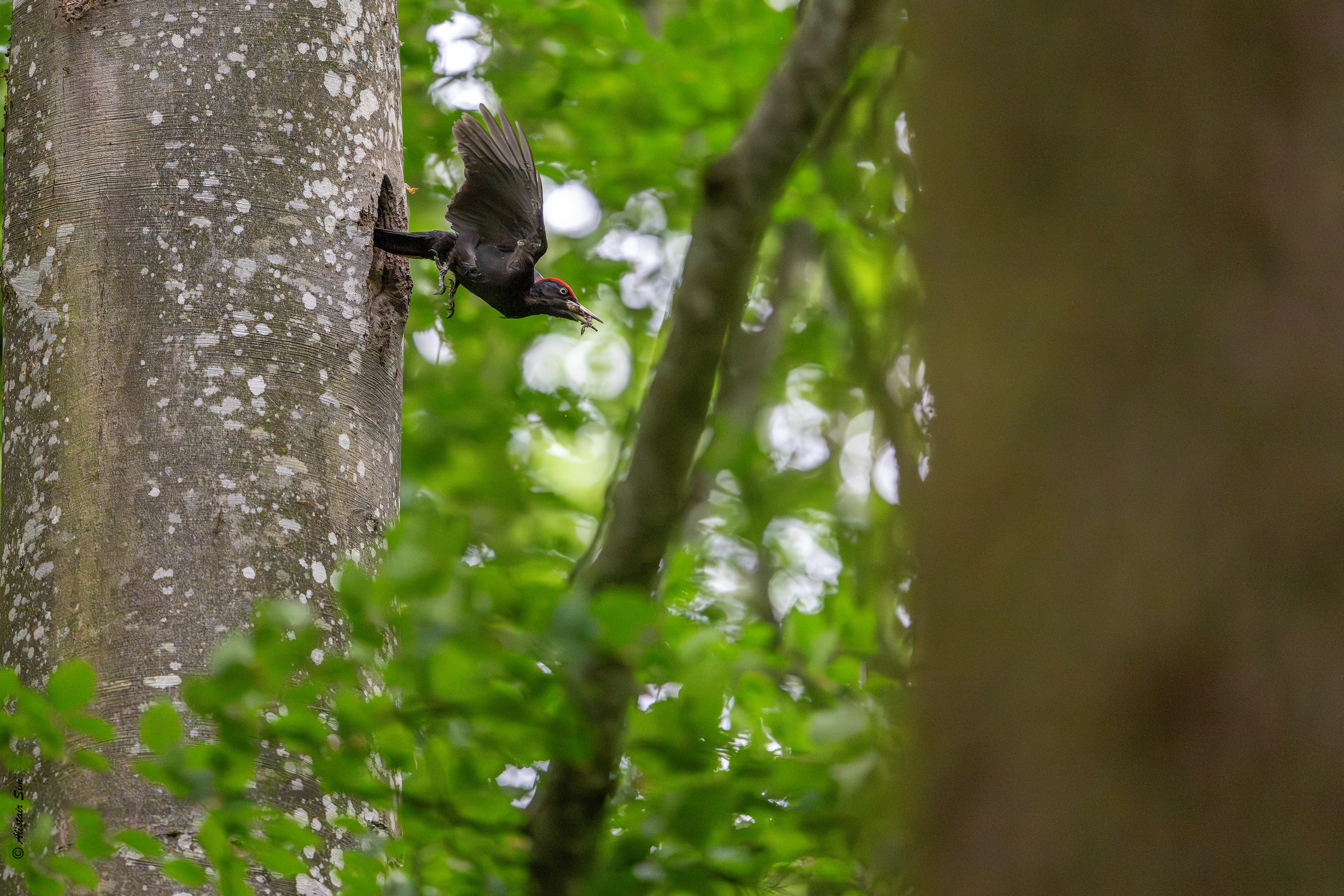 Black woodpecker / Pic noir (m)