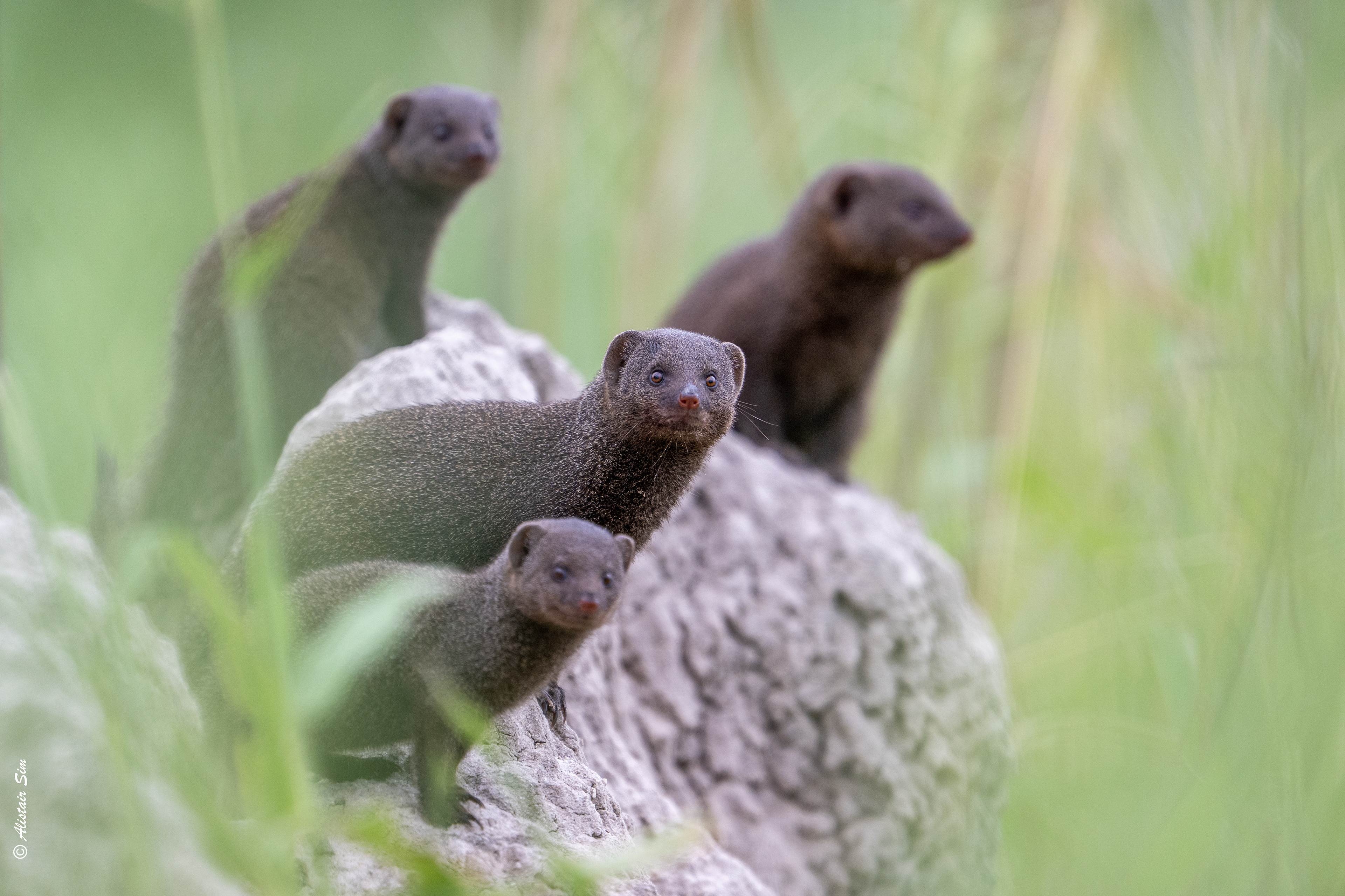 Dwarf mongoose