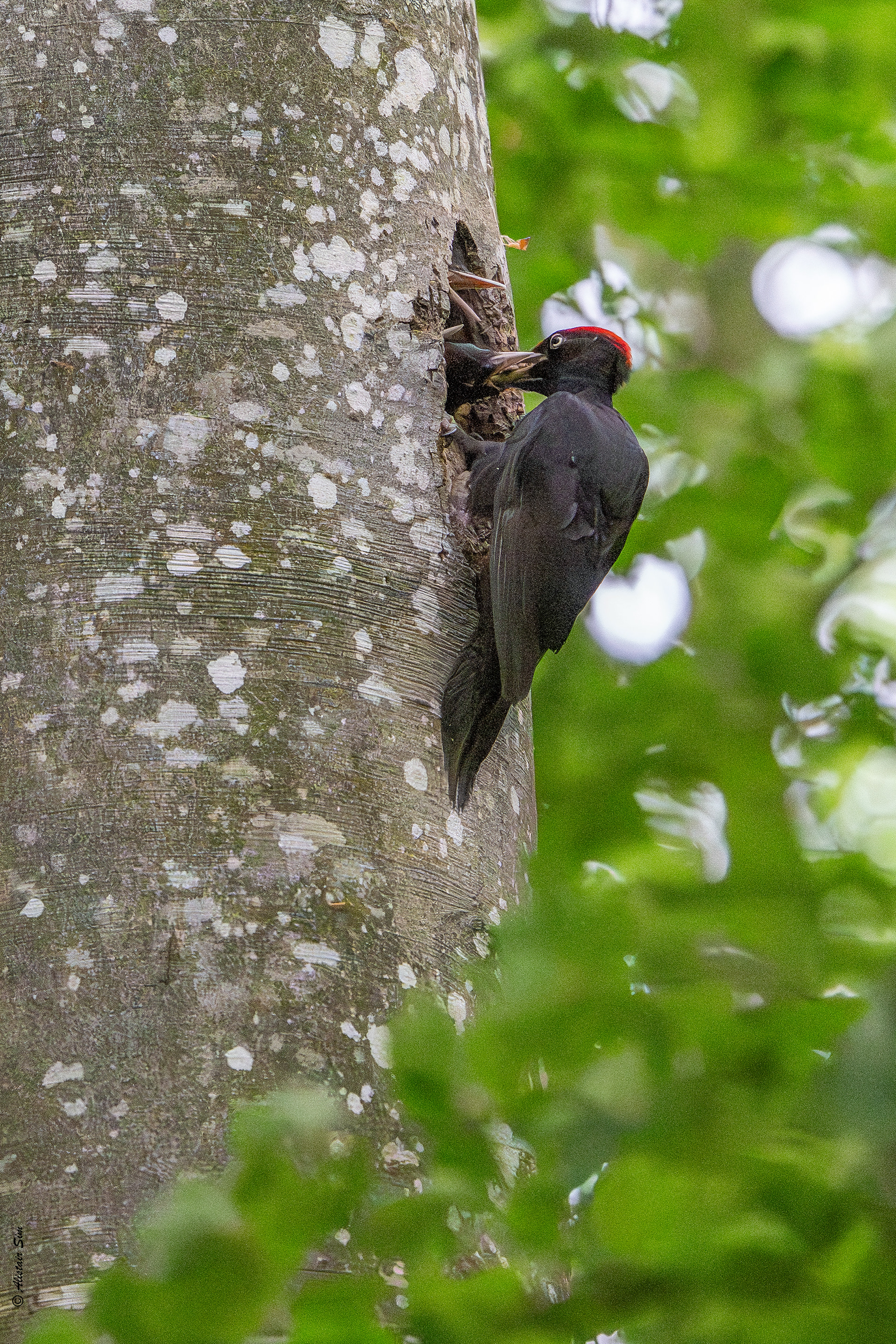 Black woodpecker / Pic noir (m)