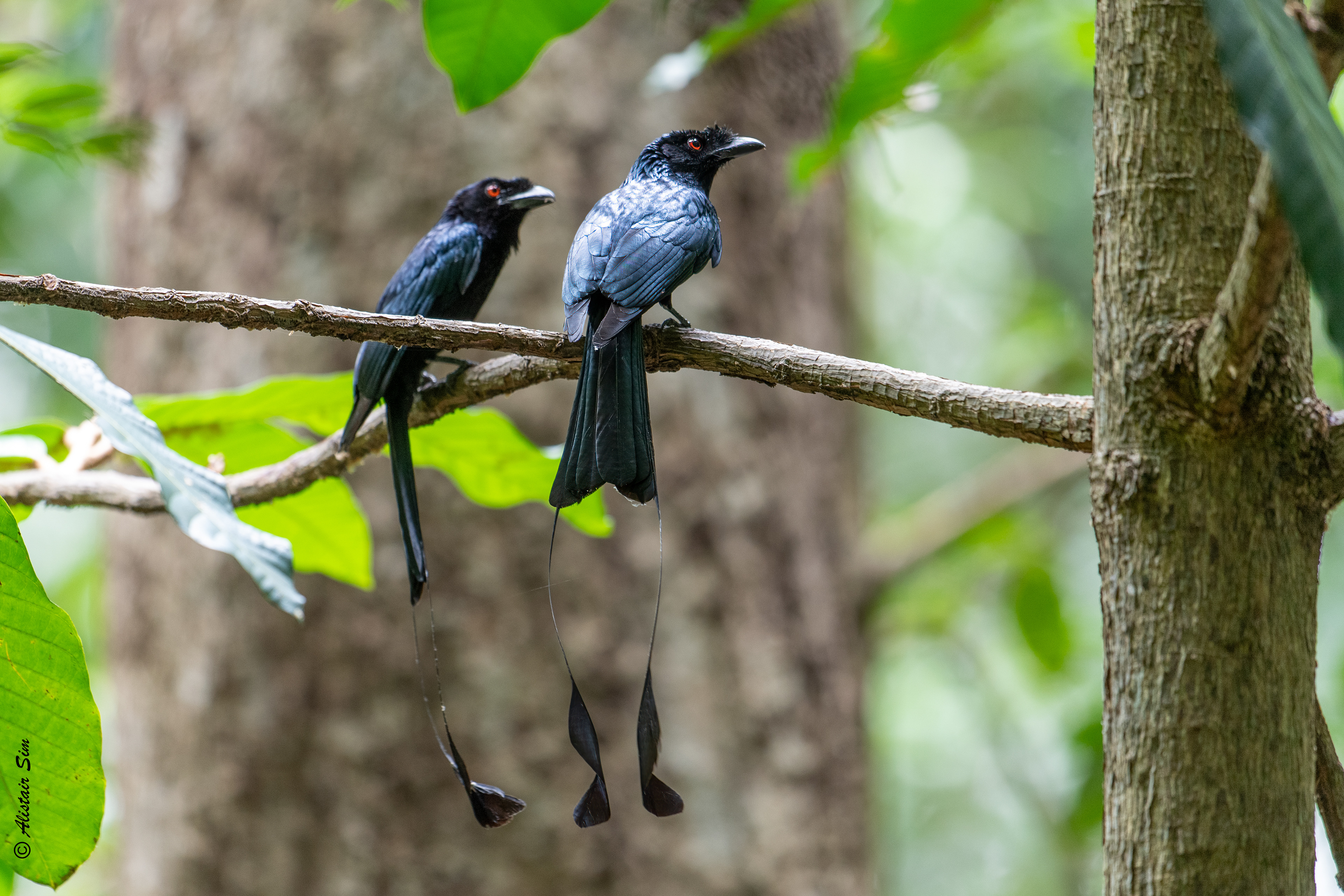 Racquet-tailed drongo, SBG, Singapore