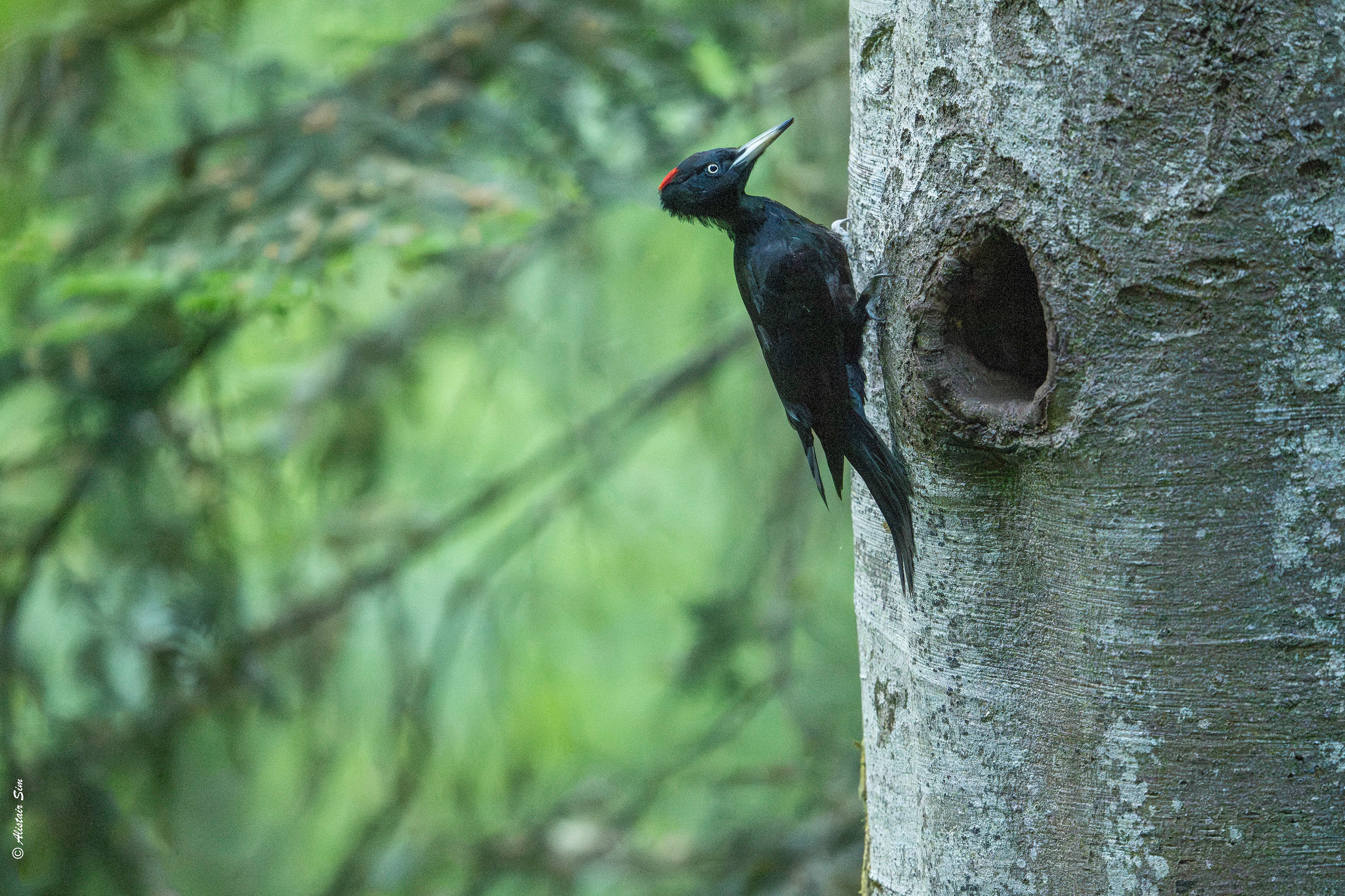Black woodpecker / Pic noir (f)