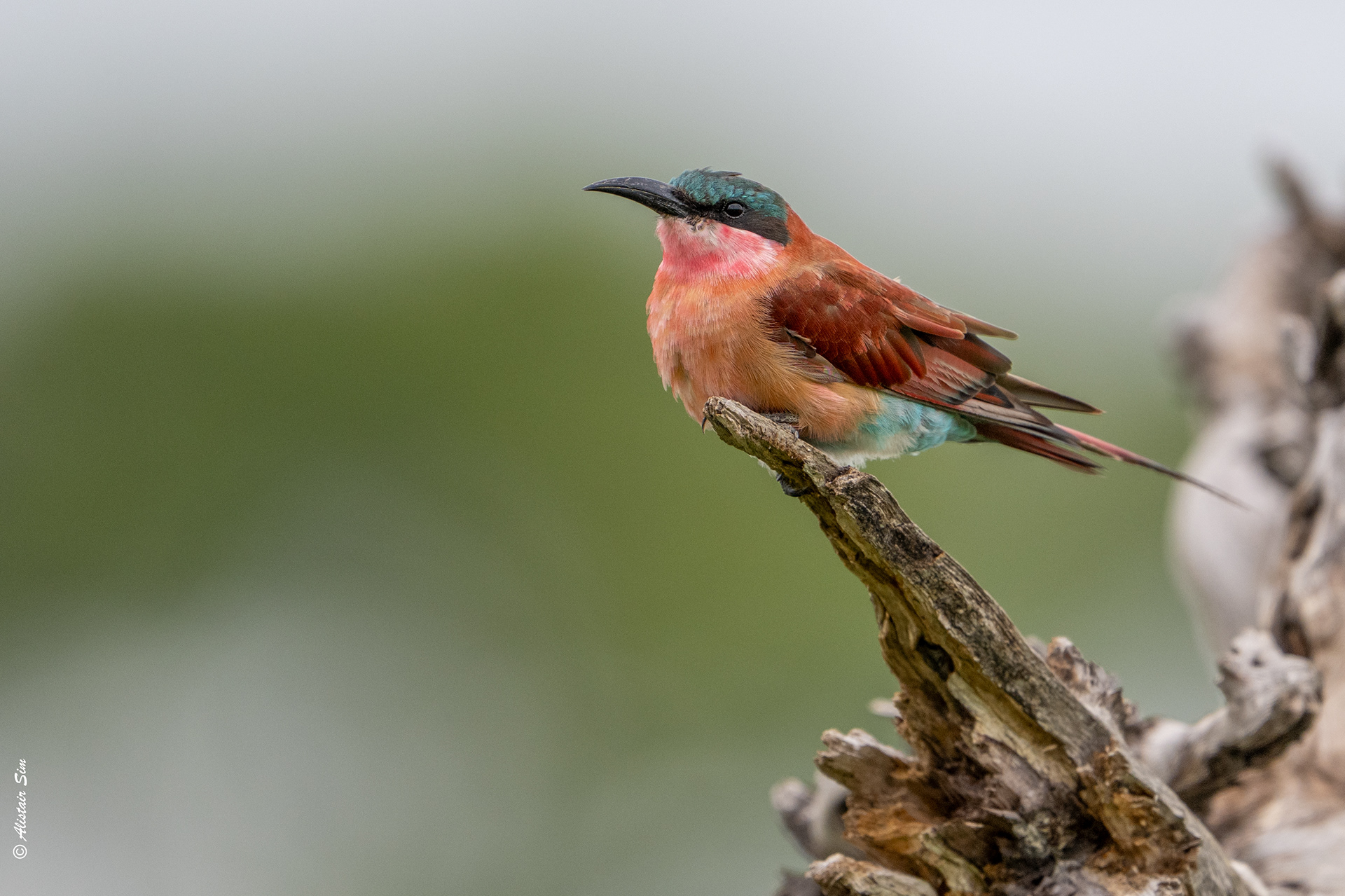 Southern carmine bee-eater