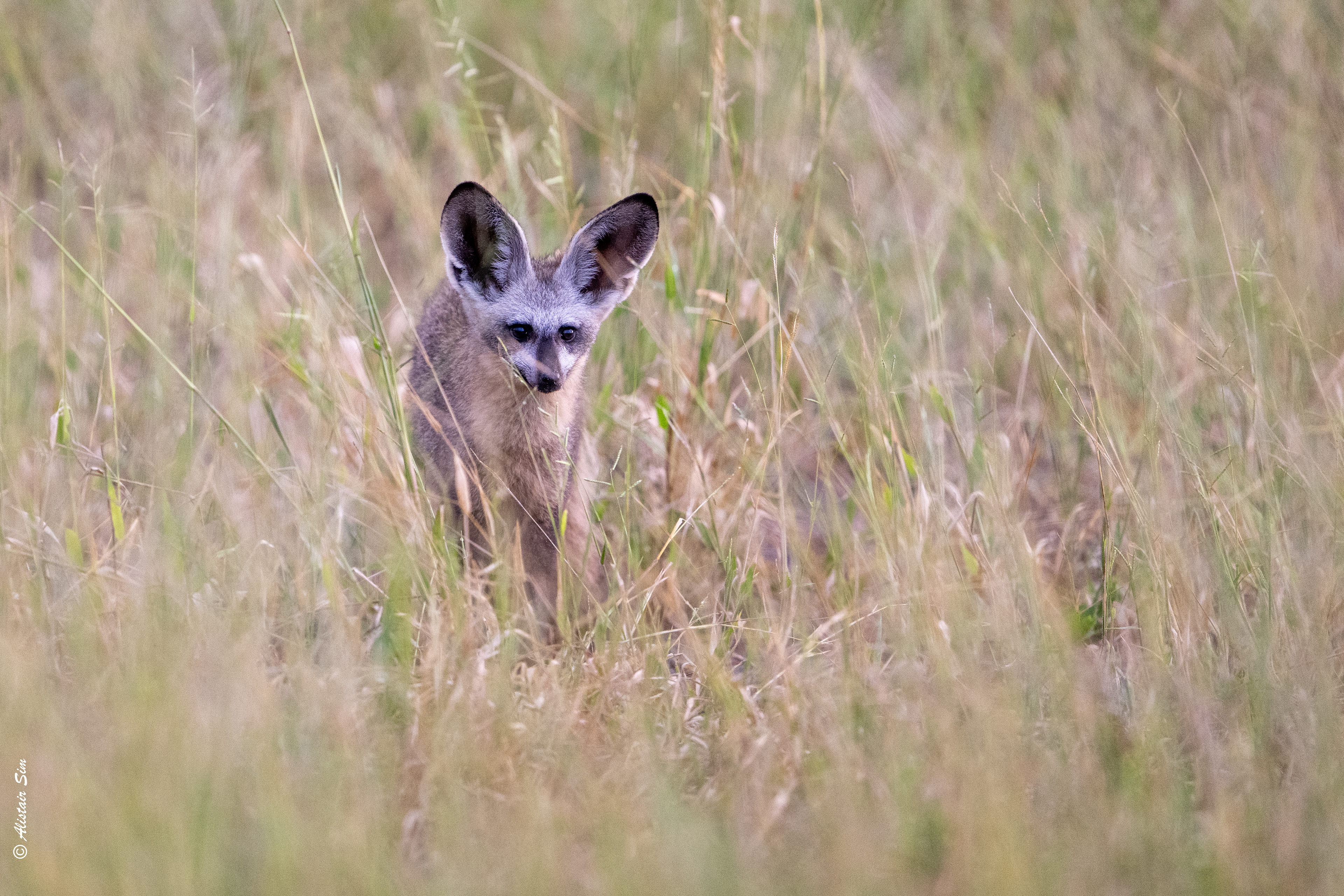 Bat-eared fox