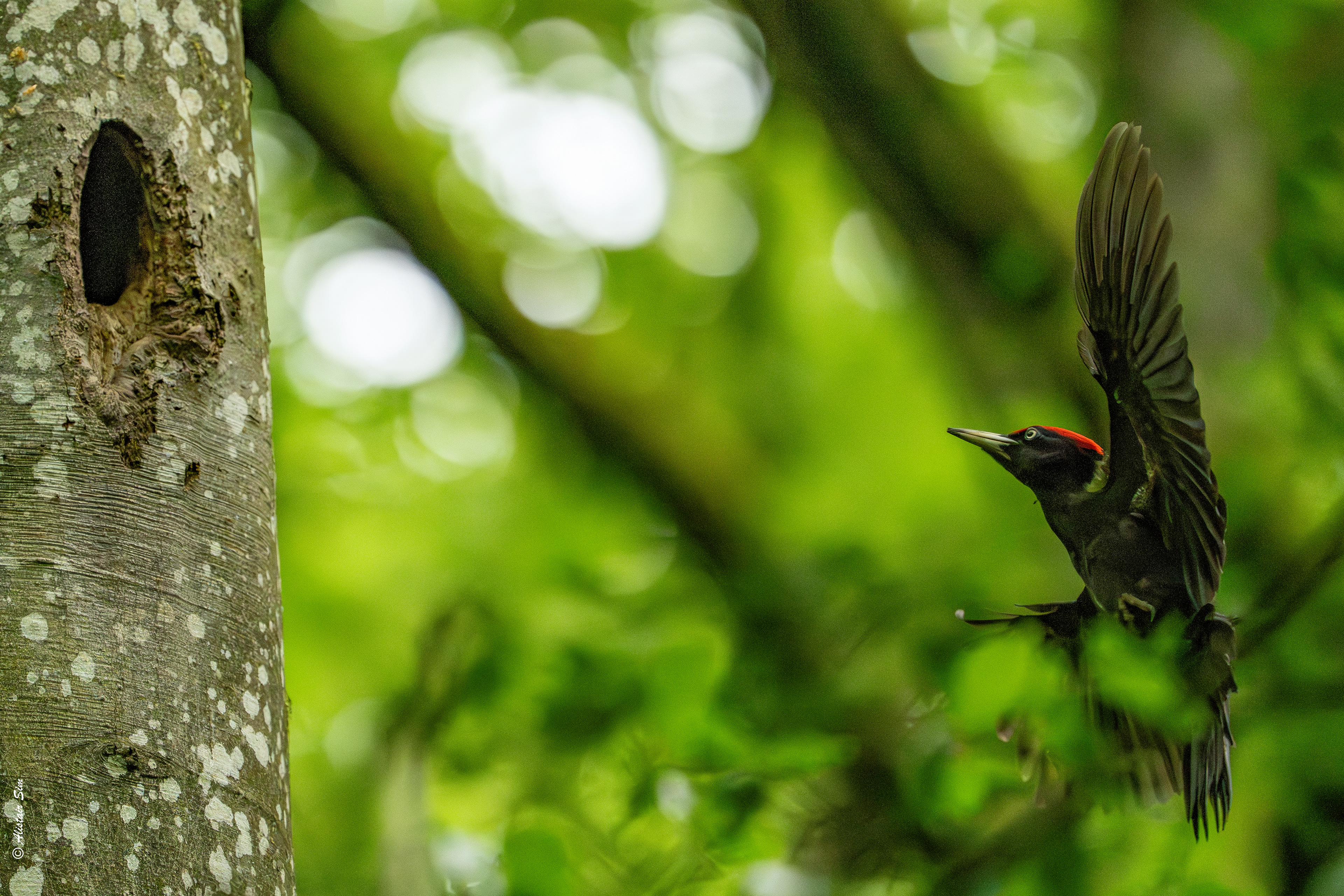 Black woodpecker / Pic noir (m)