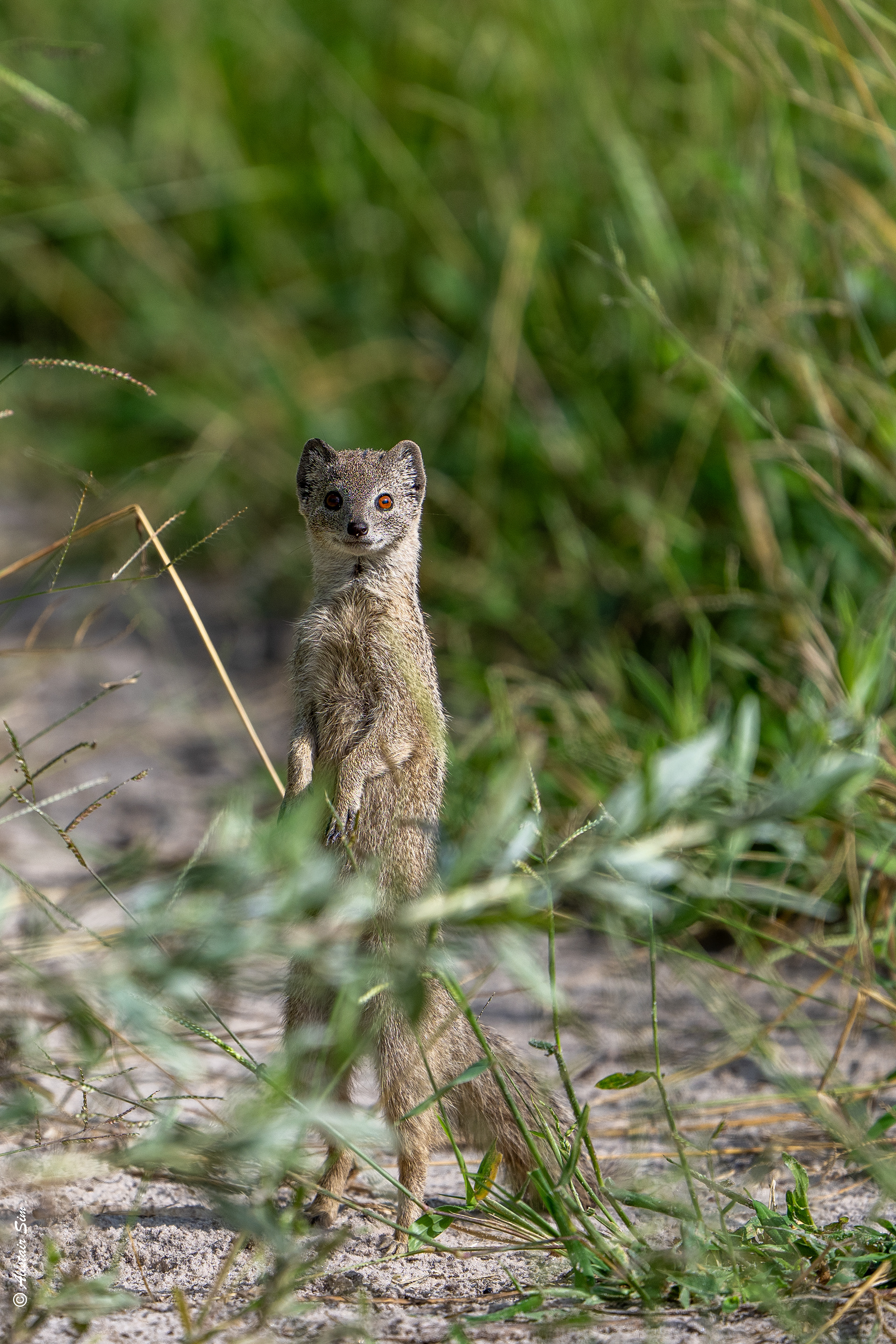 Yellow mongoose